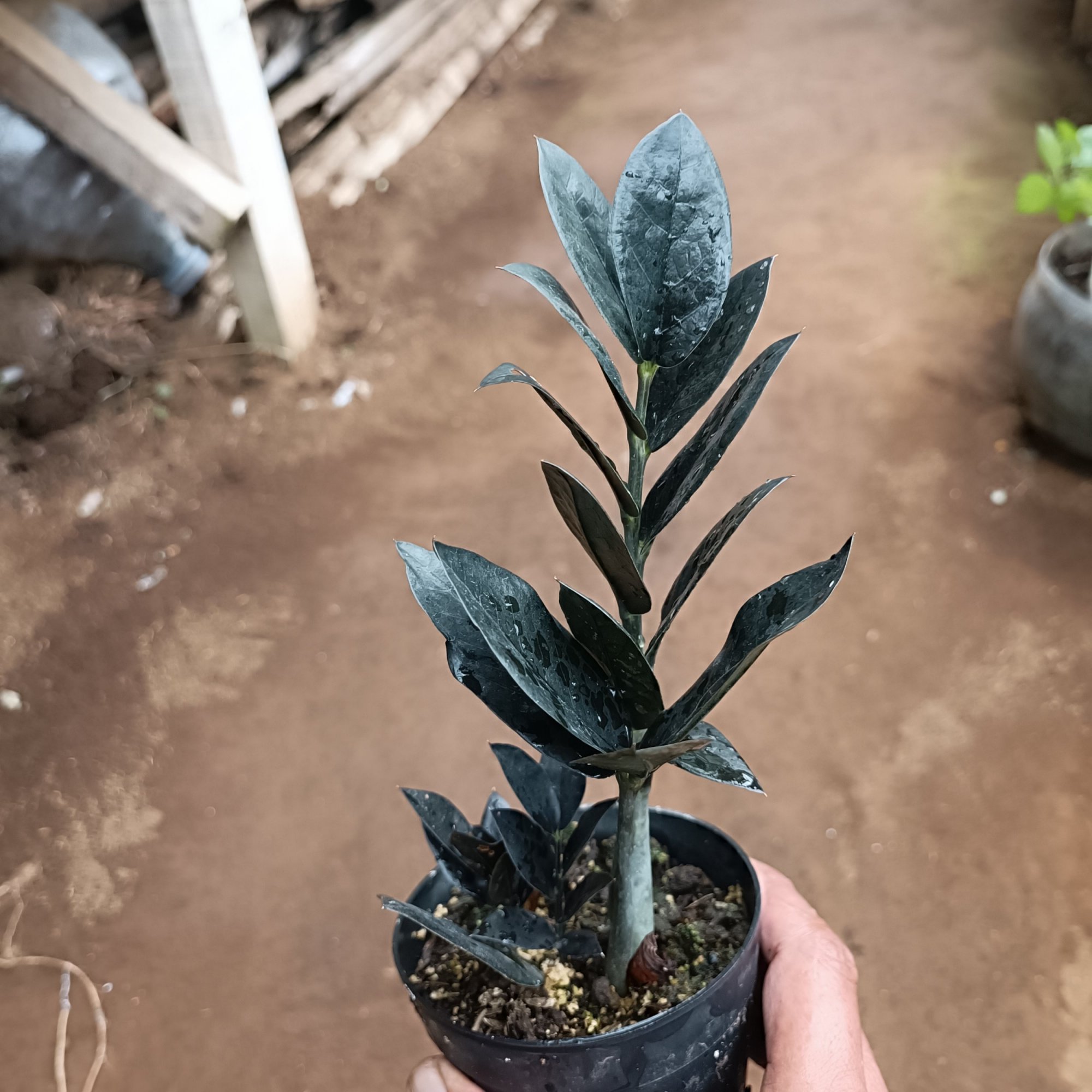 2447. Zamioculcas Zamiifolia Black