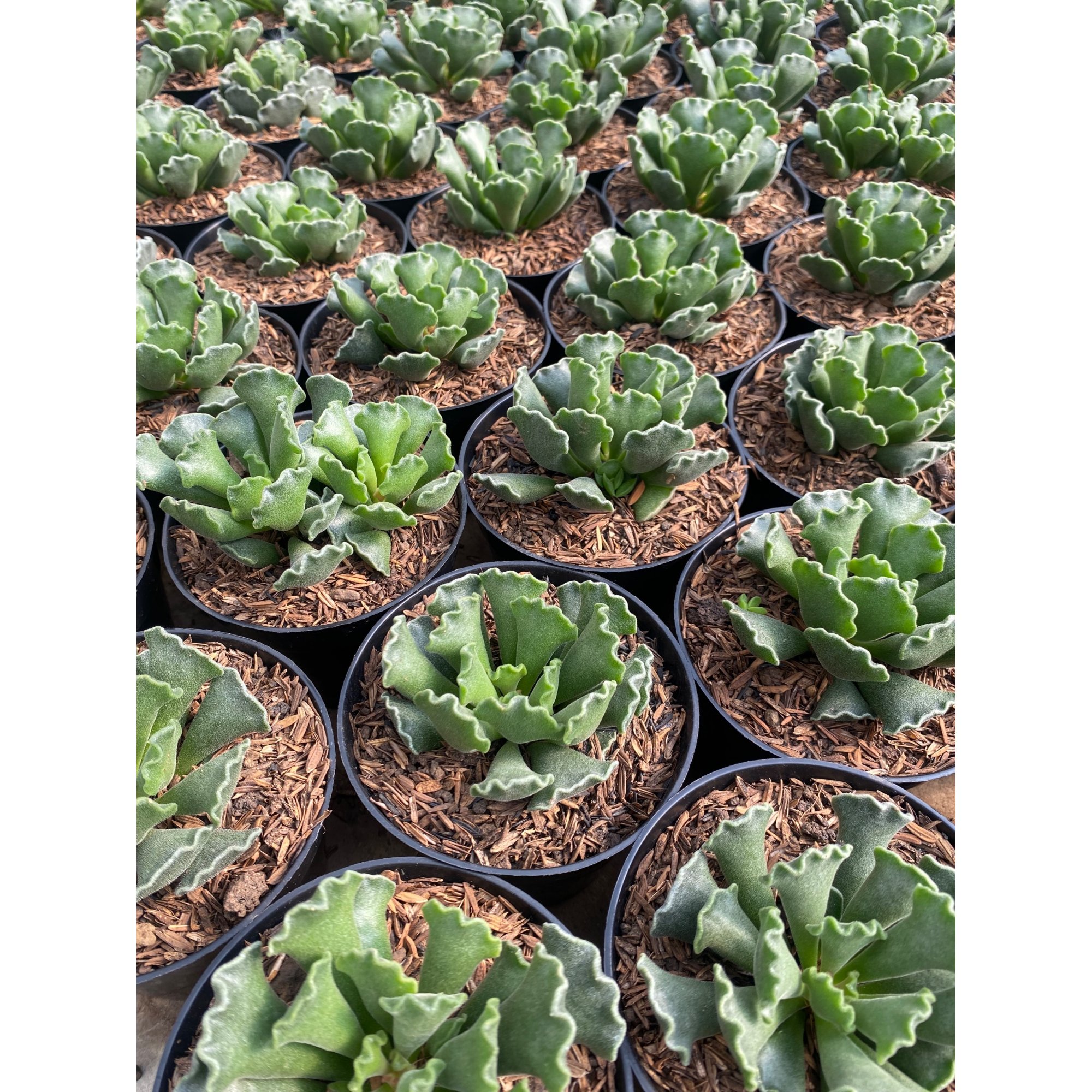 Adromischus Poellnitzianus 100pcs, real feature image plant.