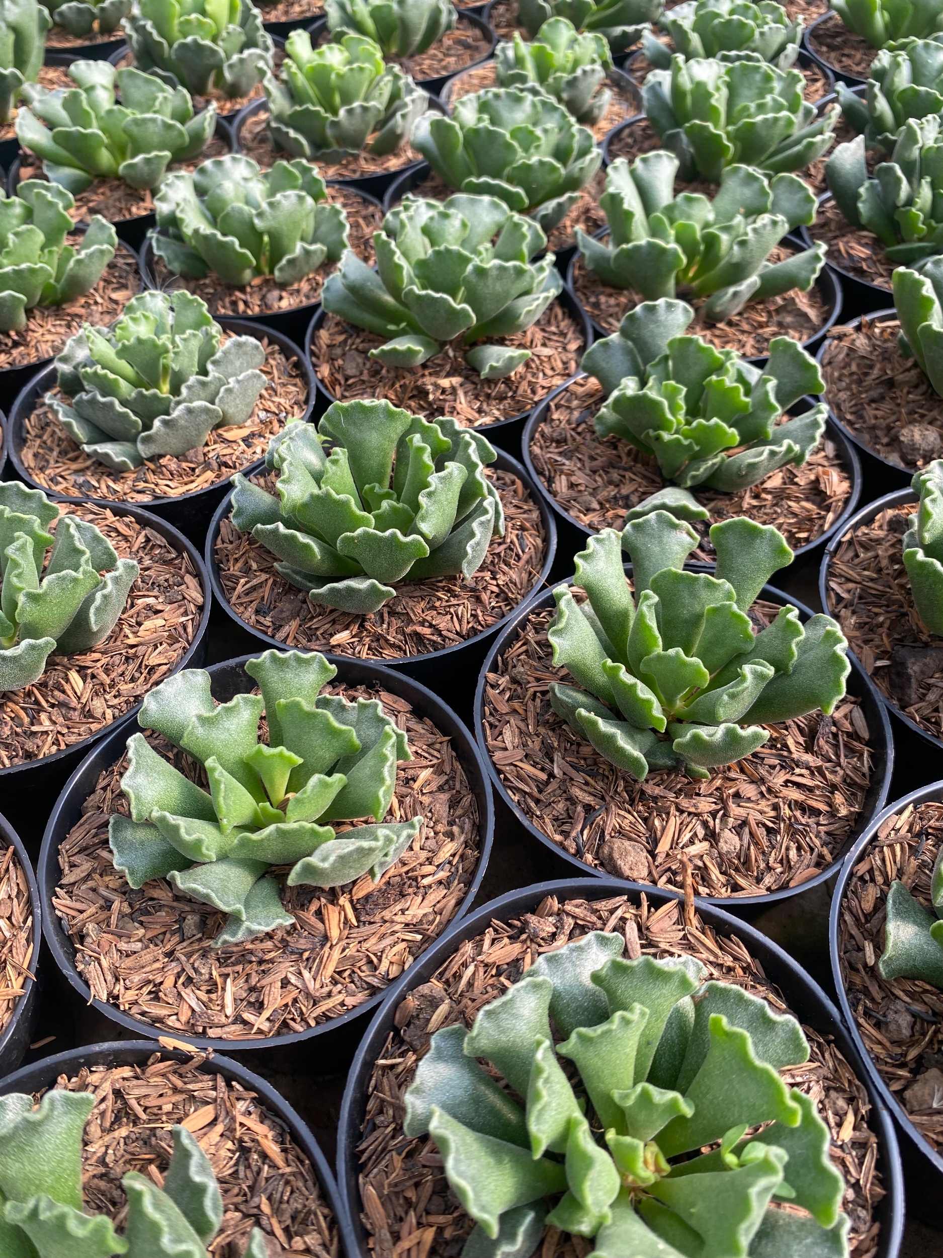 Adromischus Poellnitzianus 100pcs, real gallery image #1 plants.