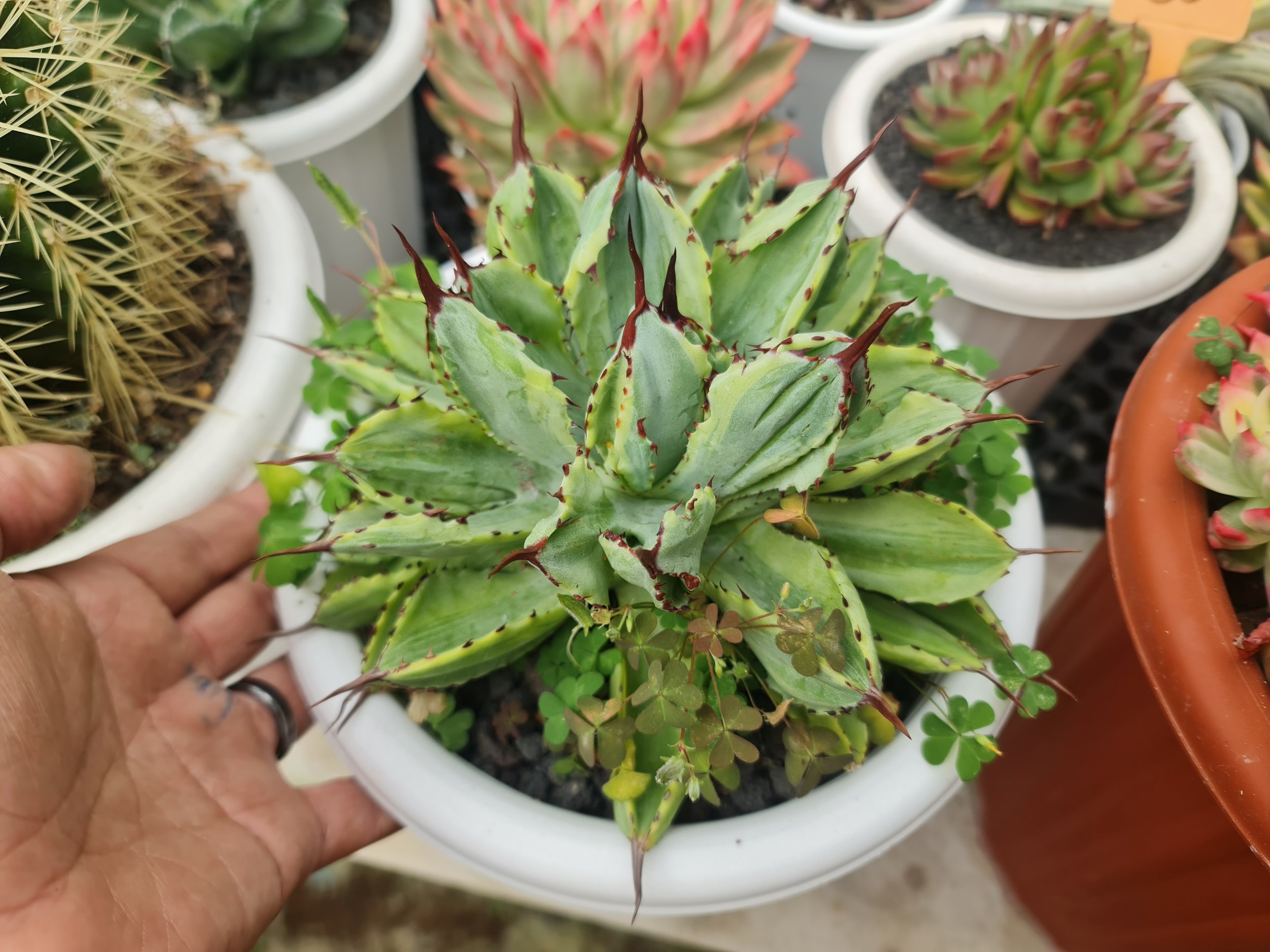 Agave Cubic Marginata Big Size, real gallery image #1 plants.