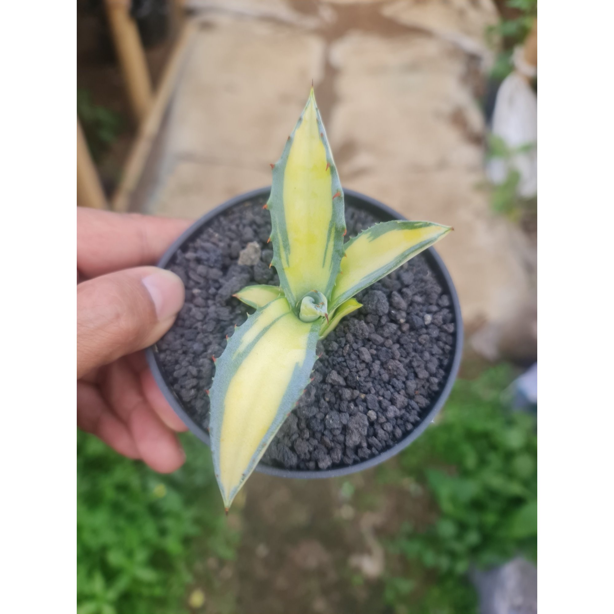 Agave Ferox Mediopicta, real feature image plant.