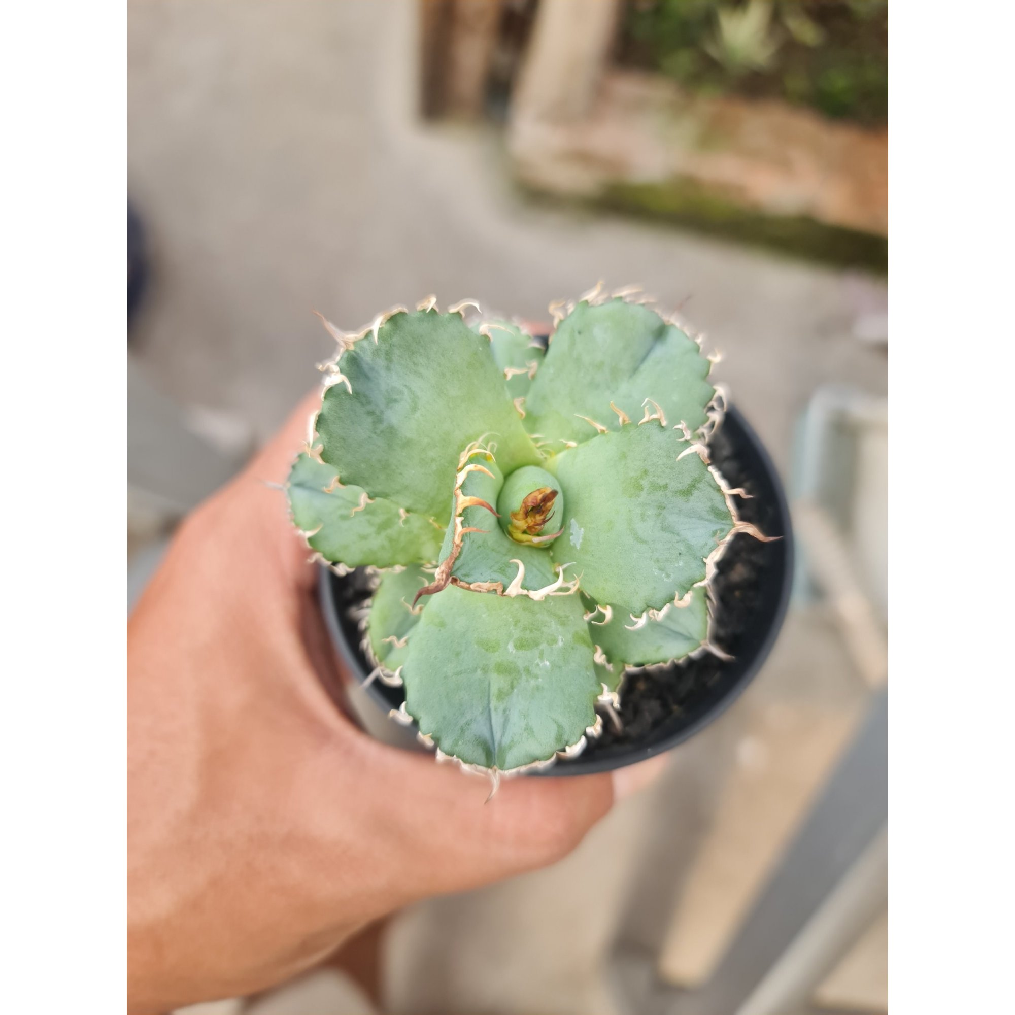 2464. Agave Filigri Thai