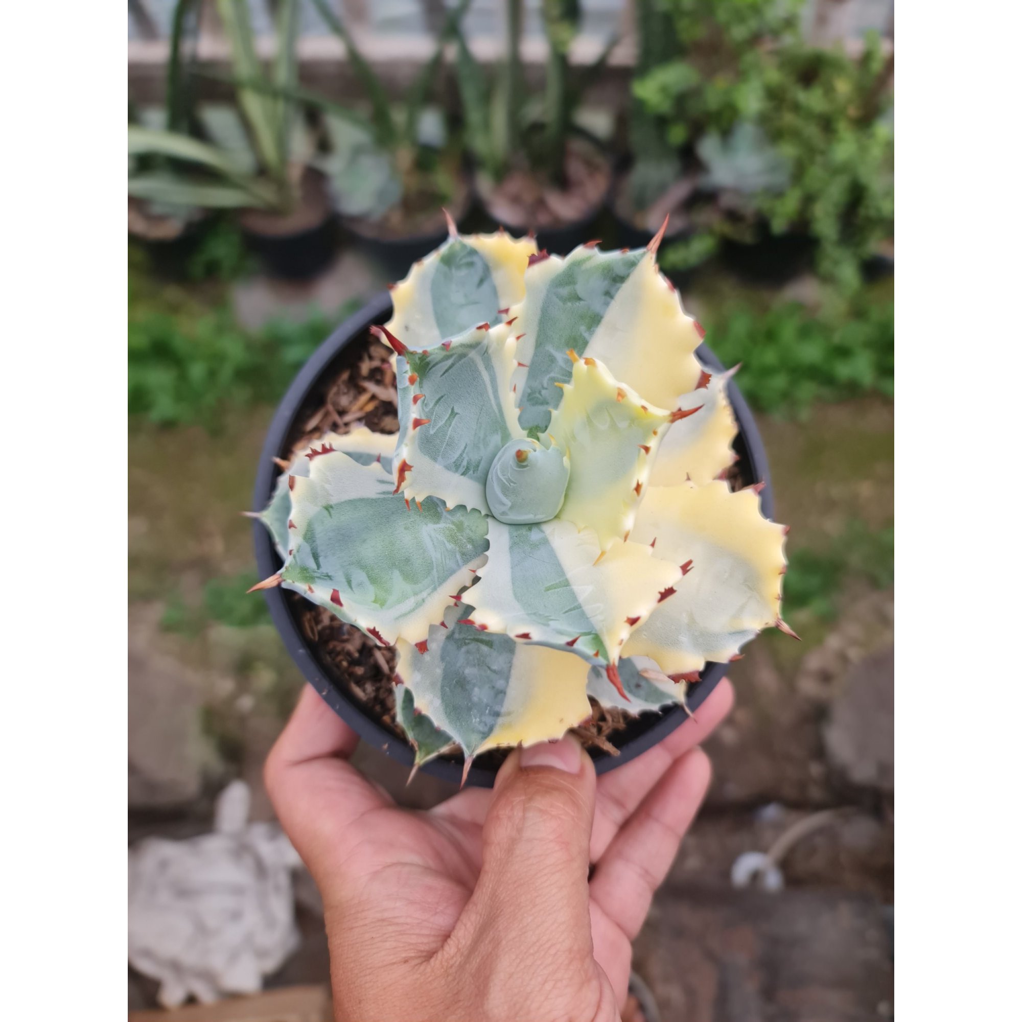 2507. Agave Kabutogani Sectoral Variegated