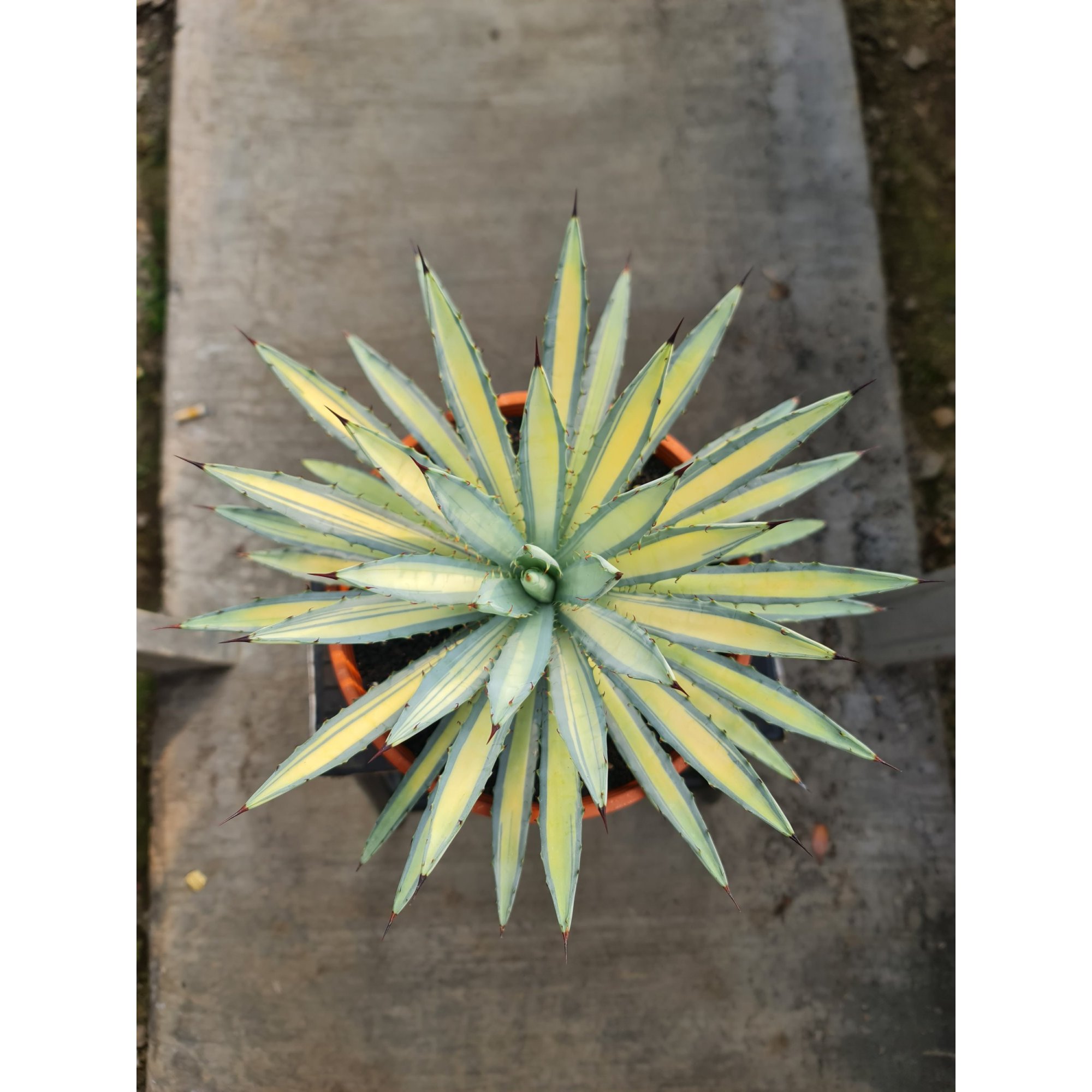 Agave Macroacantha Variegated Big Size 25 Cm, real feature image plant.