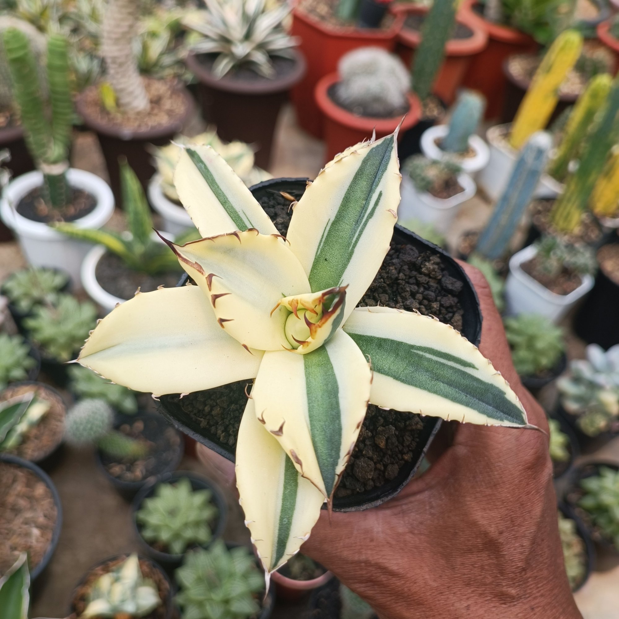 2451. Agave Snaggle Tooth Sektoral