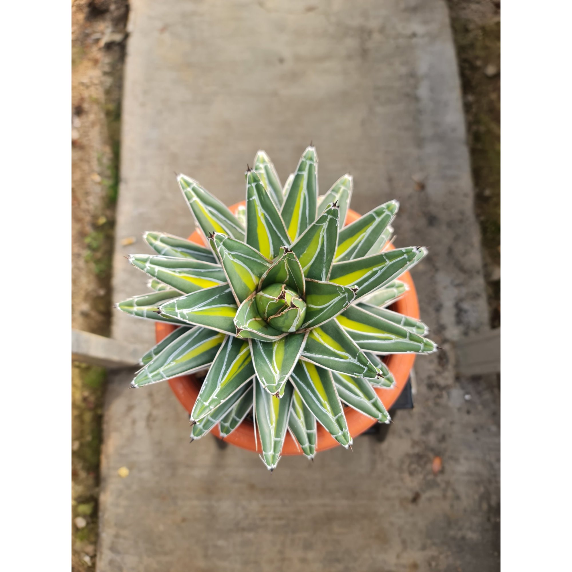 Agave Victoria Giant Big Size 20cm, real feature image plant.
