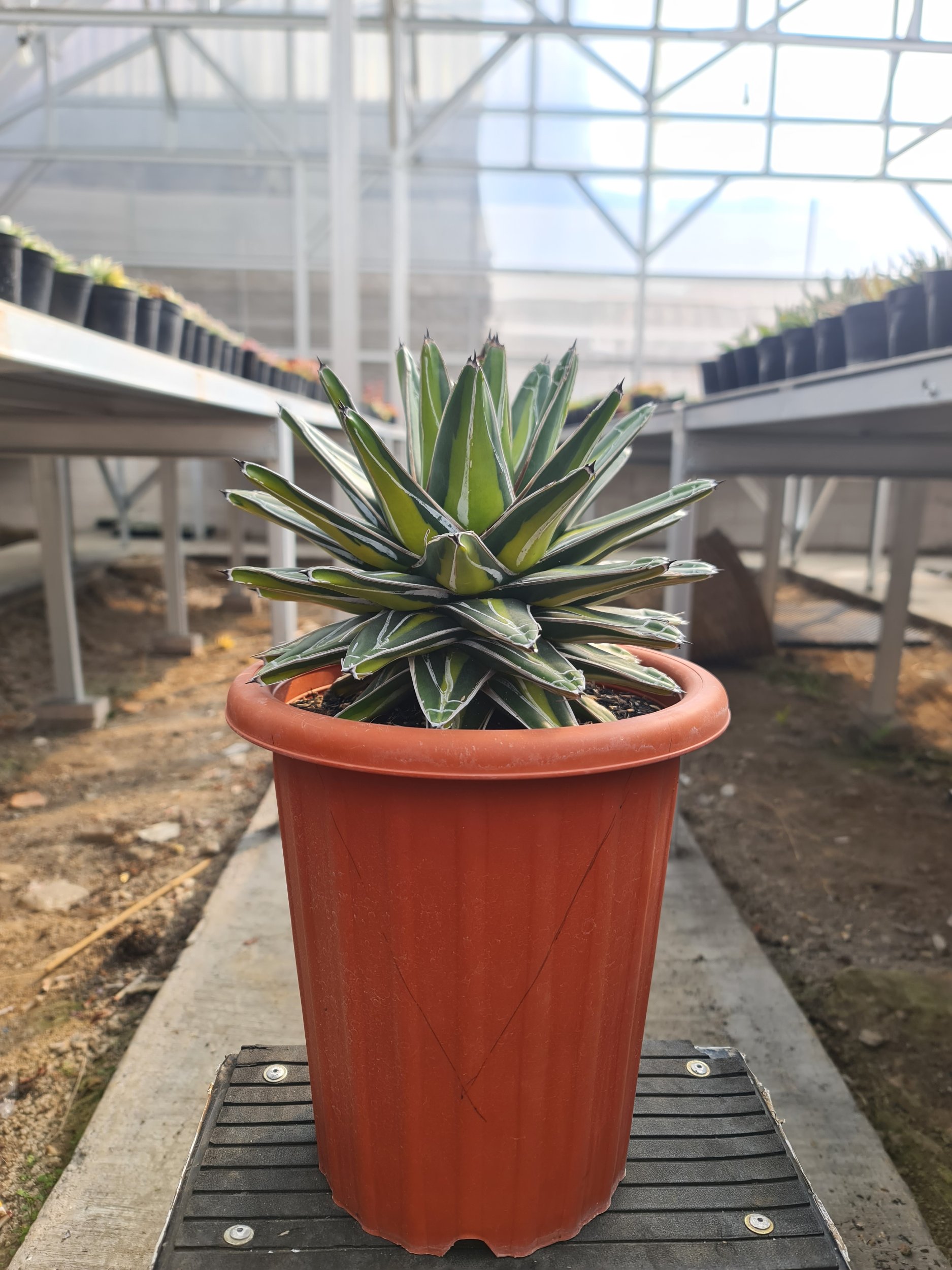 Agave Victoria Giant Big Size 20cm, real gallery image #1 plants.