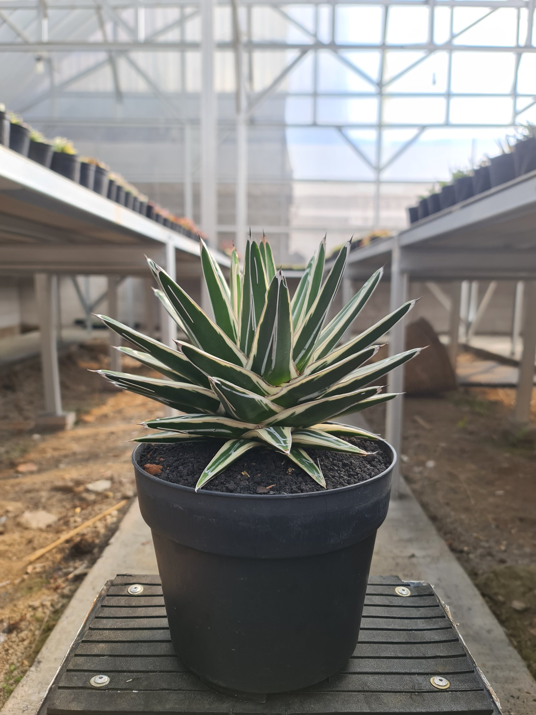 Agave White Rhino Big Size 20cm, real gallery image #1 plants.