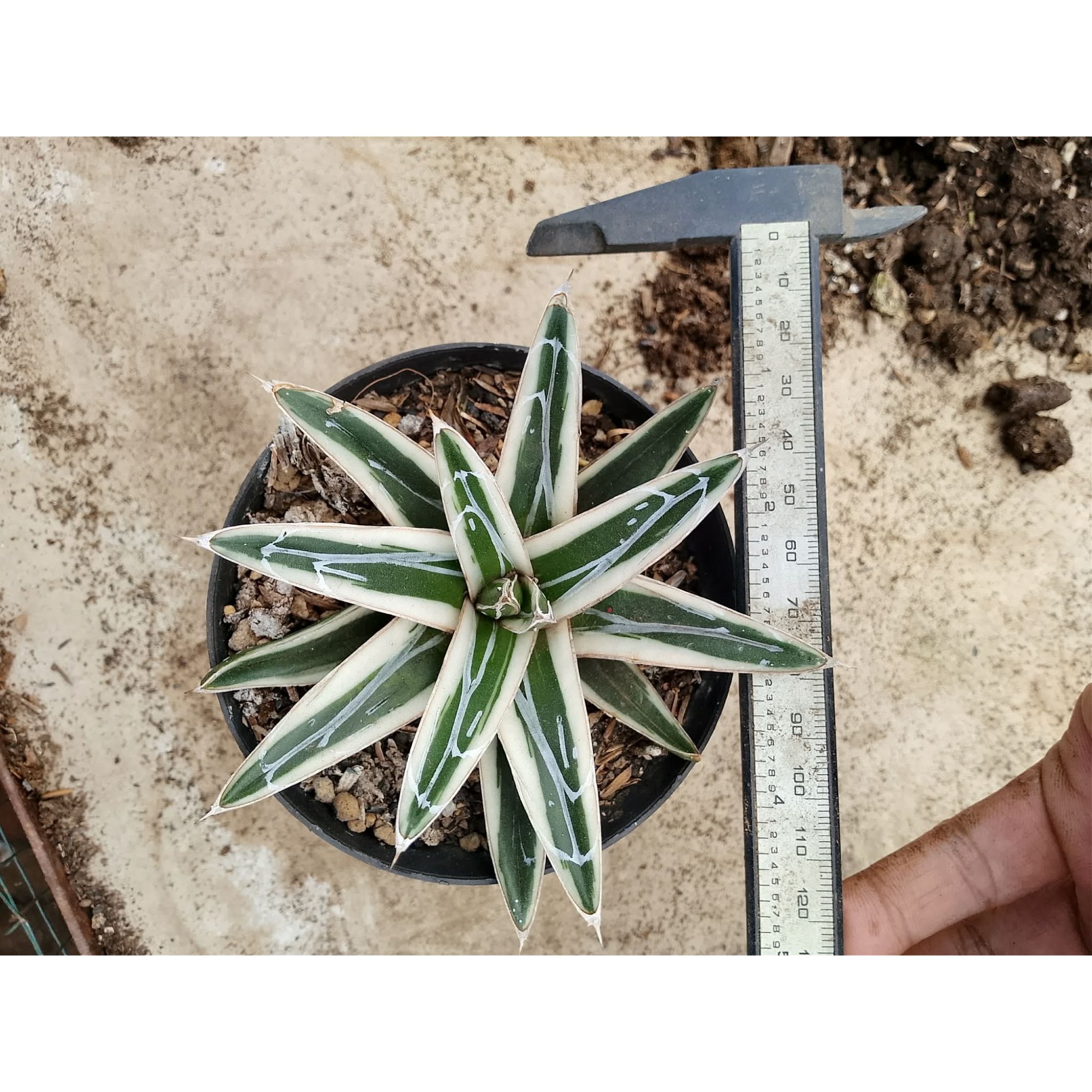 Agave White Rhino size 11 cm, real feature image plant.