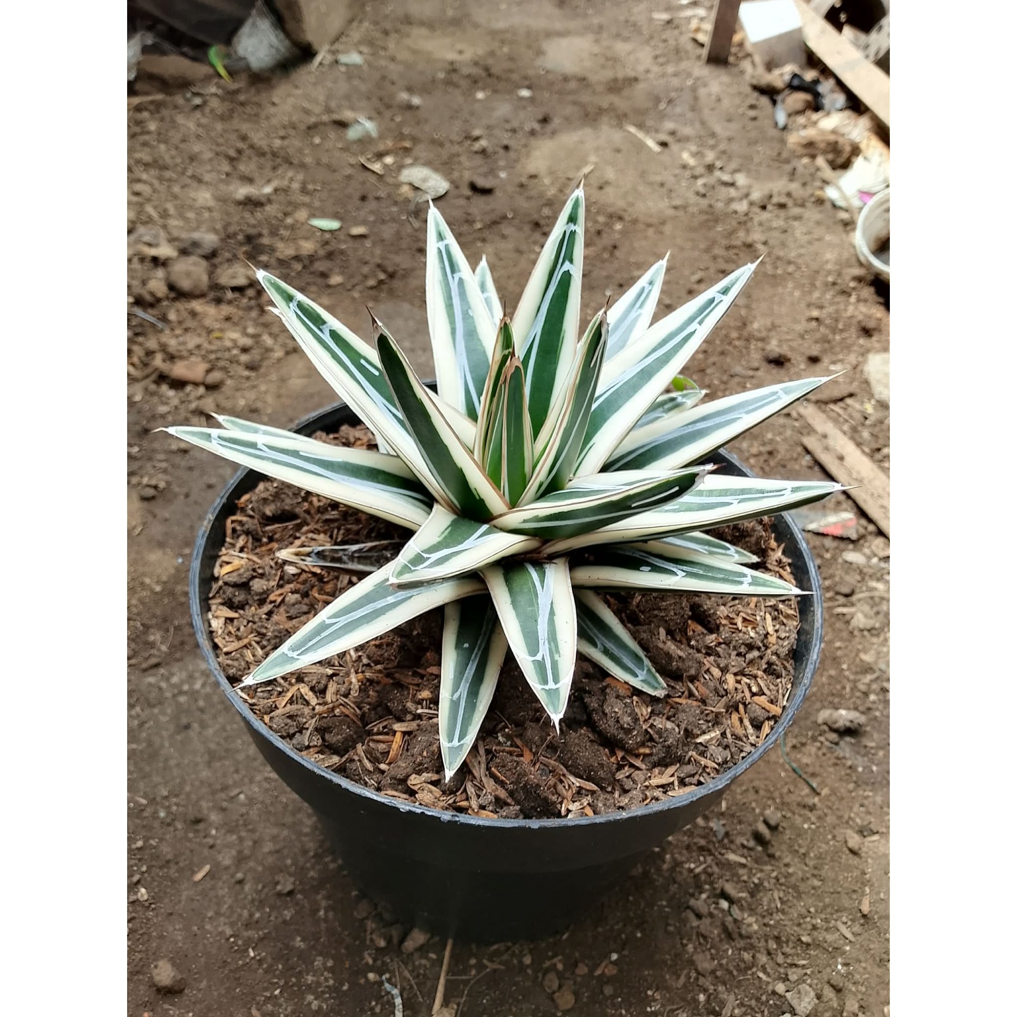 Agave White Rino Medium Size, real feature image plant.