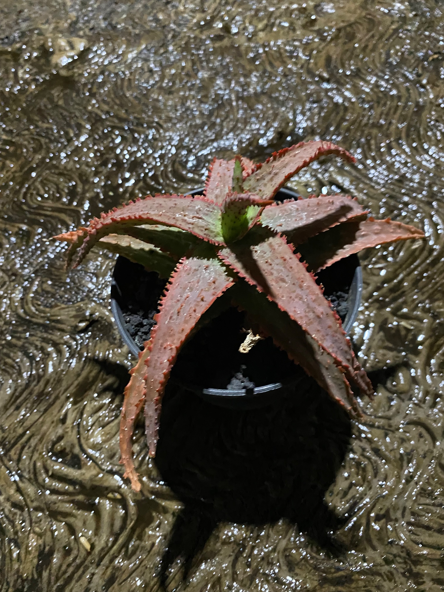 Aloe Draculas Bloods, real gallery image #1 plants.