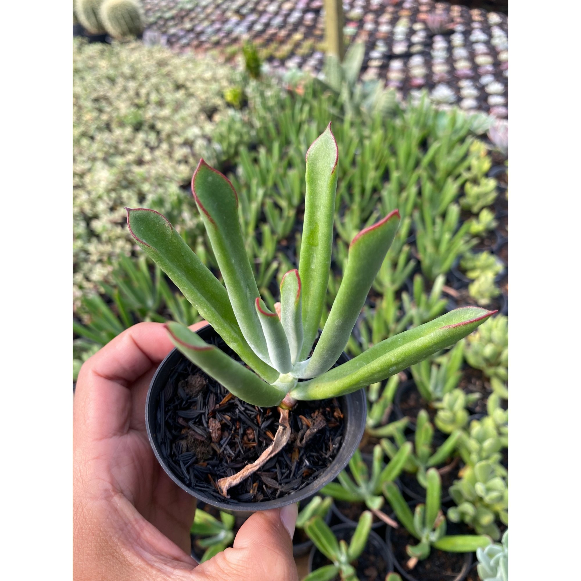 Cotyledon Campanulata, real feature image plant.