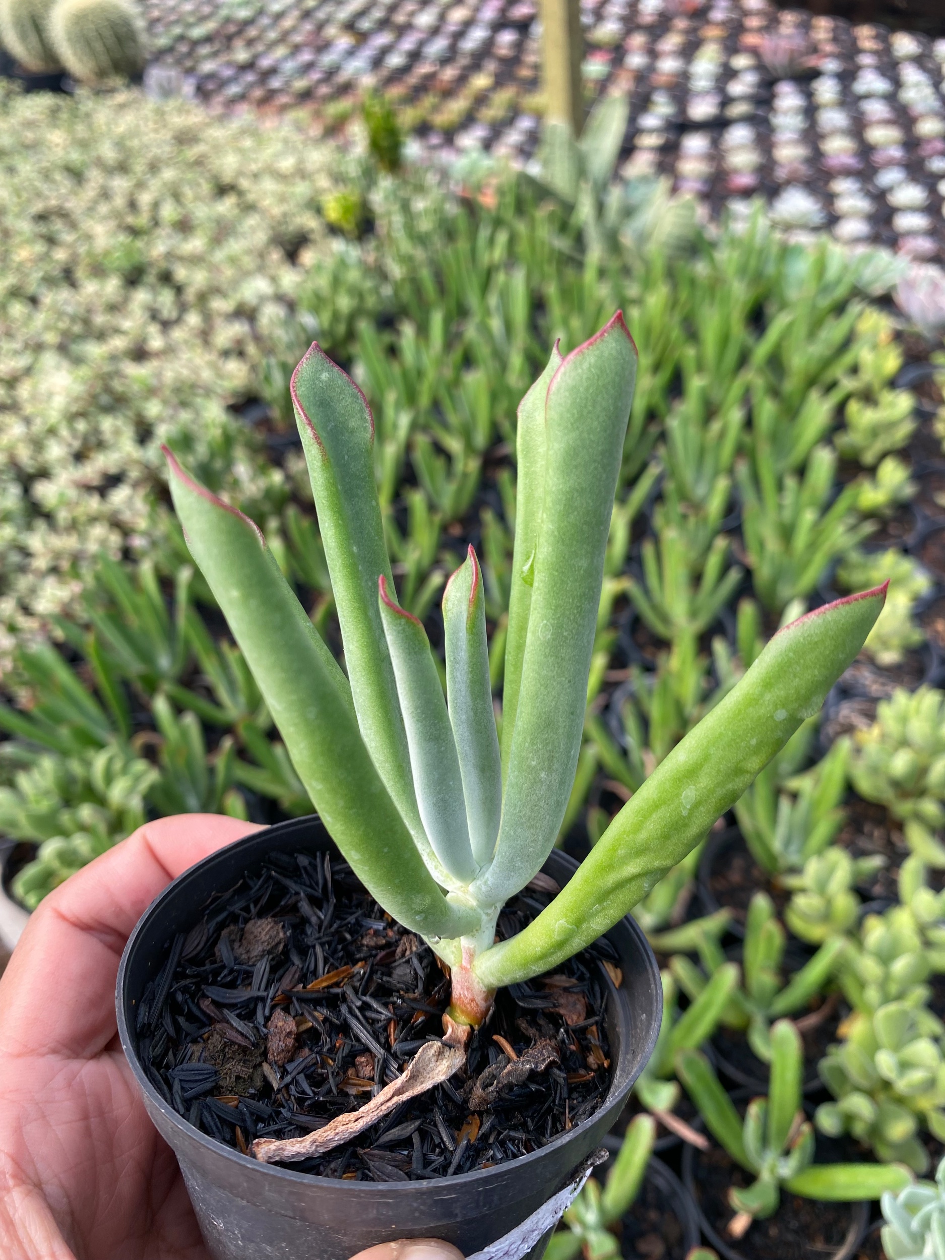 Cotyledon Campanulata, real gallery image #1 plants.