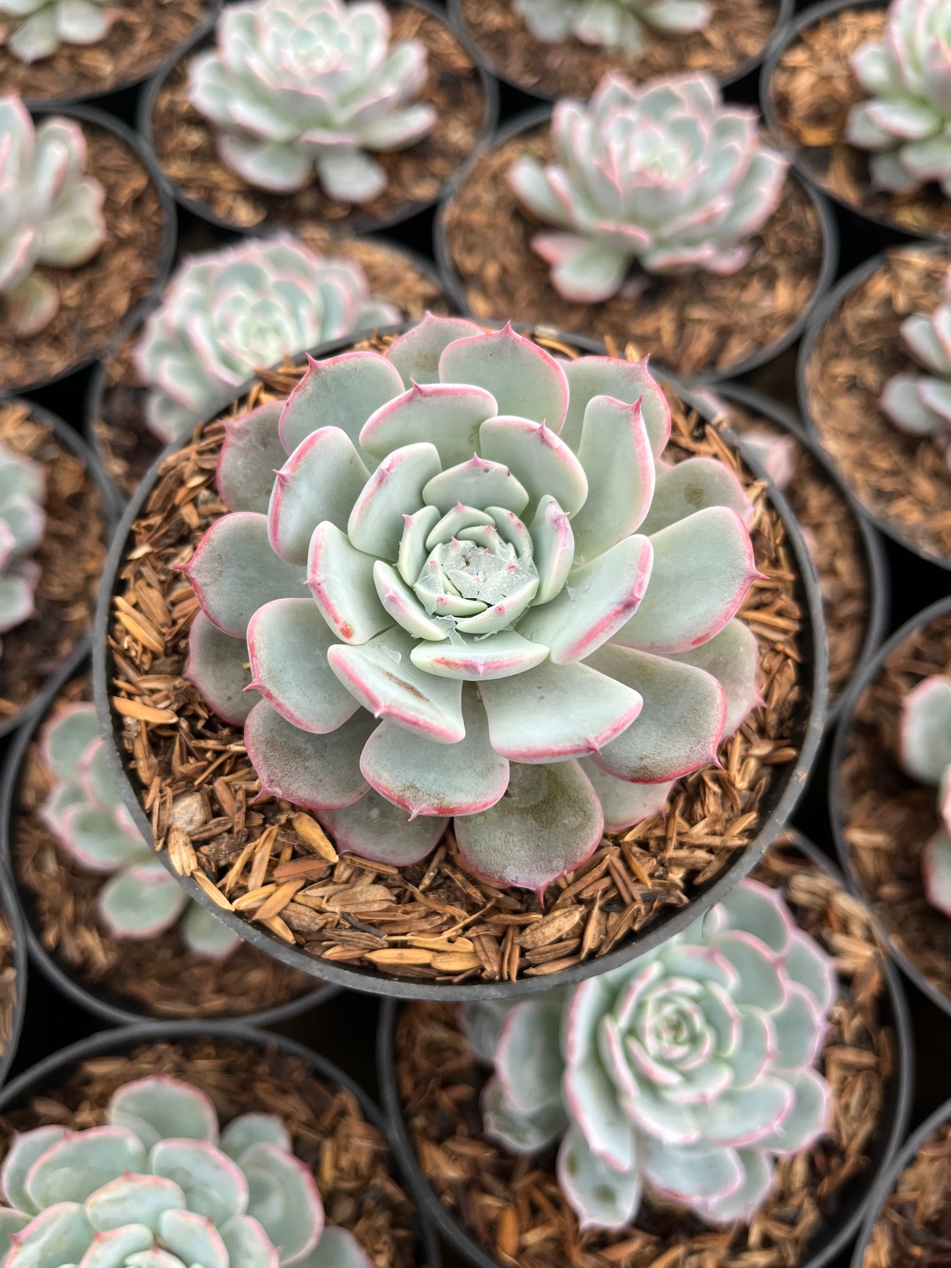 Echeveria Laurensis, real gallery image #1 plants.