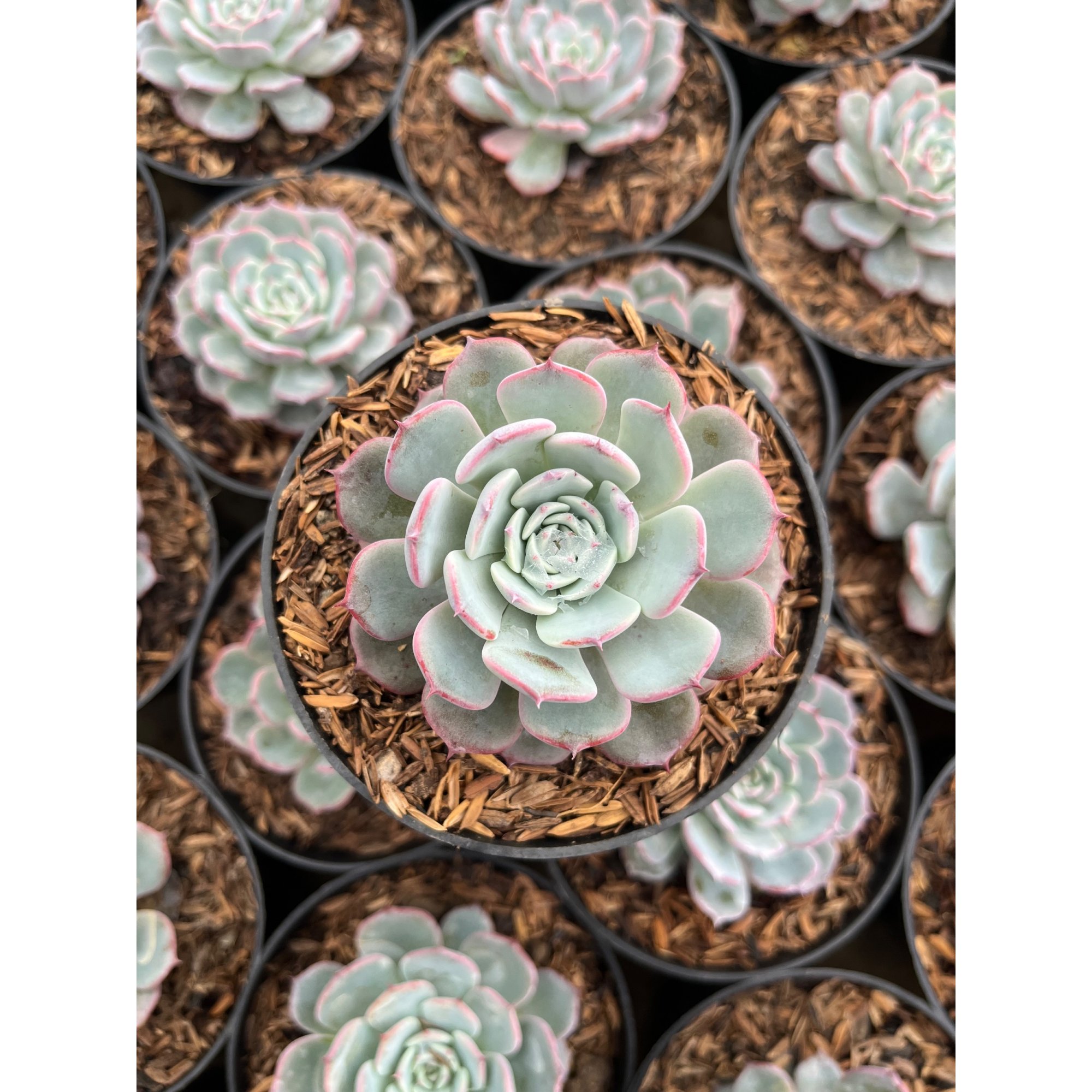 Echeveria Laurensis, real feature image plant.
