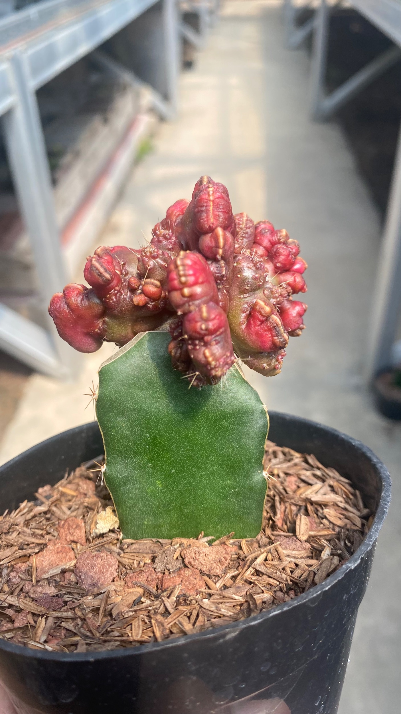 Echinopsis Cv. 'chocolate', real gallery image #1 plants.