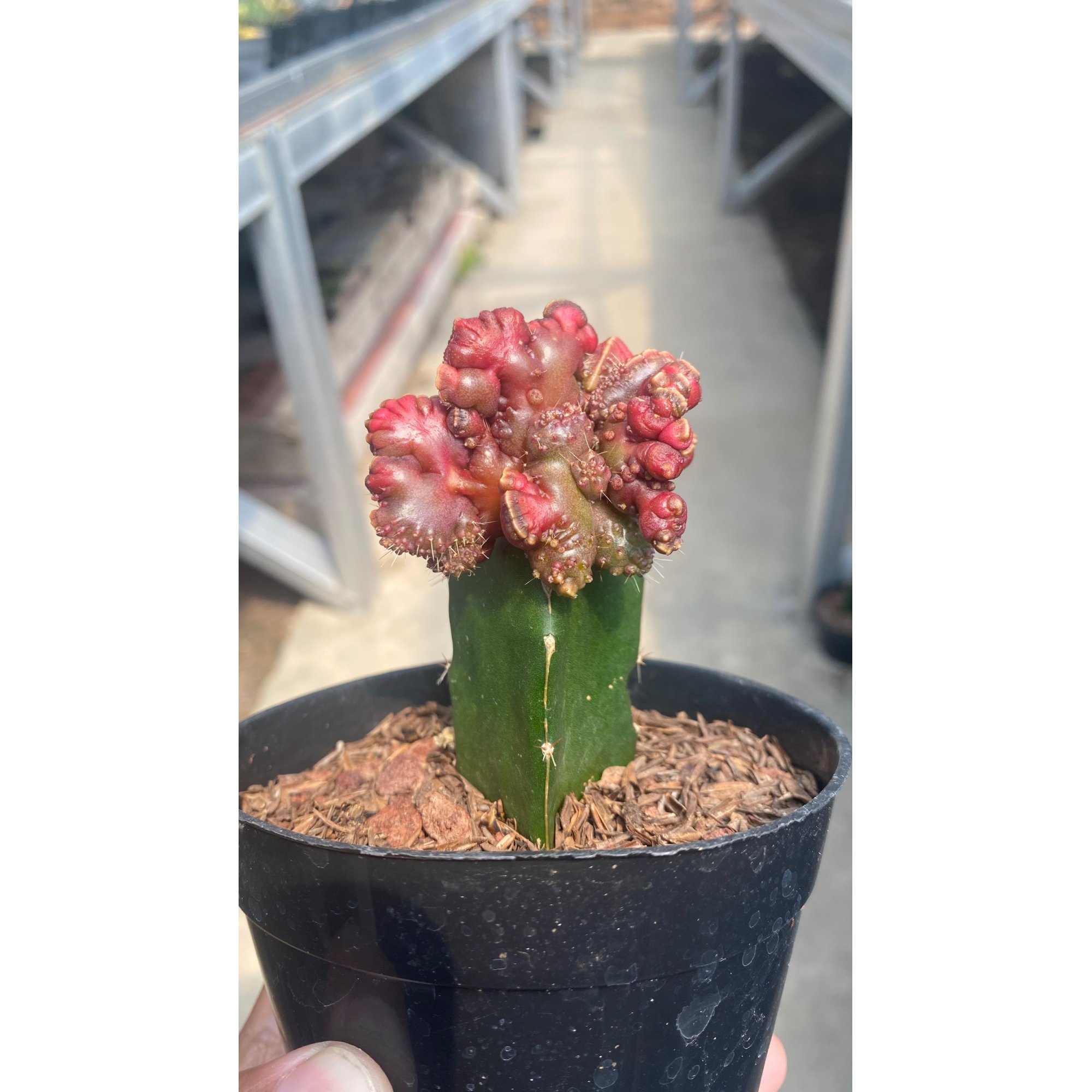 Echinopsis Cv. 'chocolate', real feature image plant.