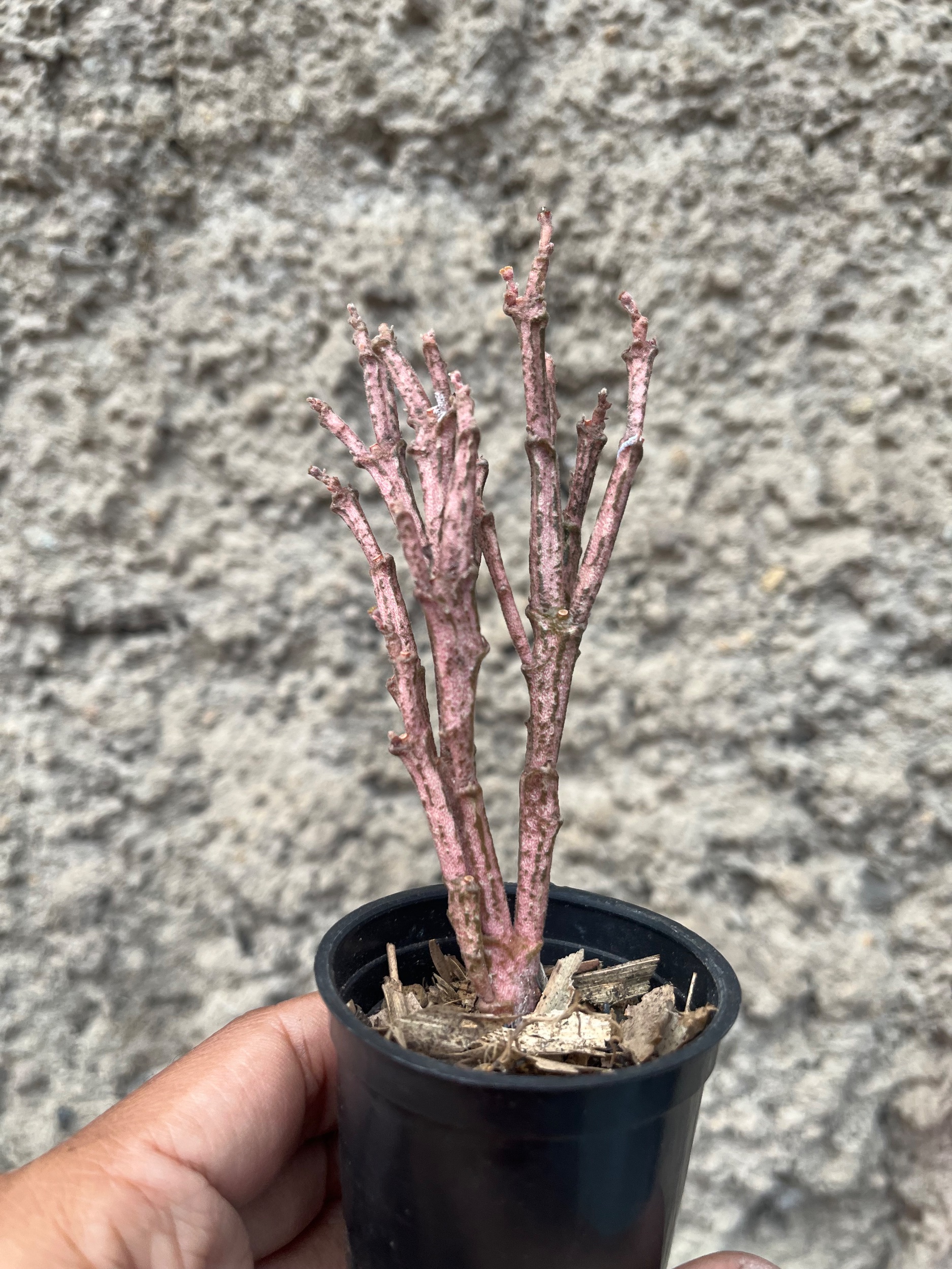 Euphorbia Platyclada, real gallery image #1 plants.