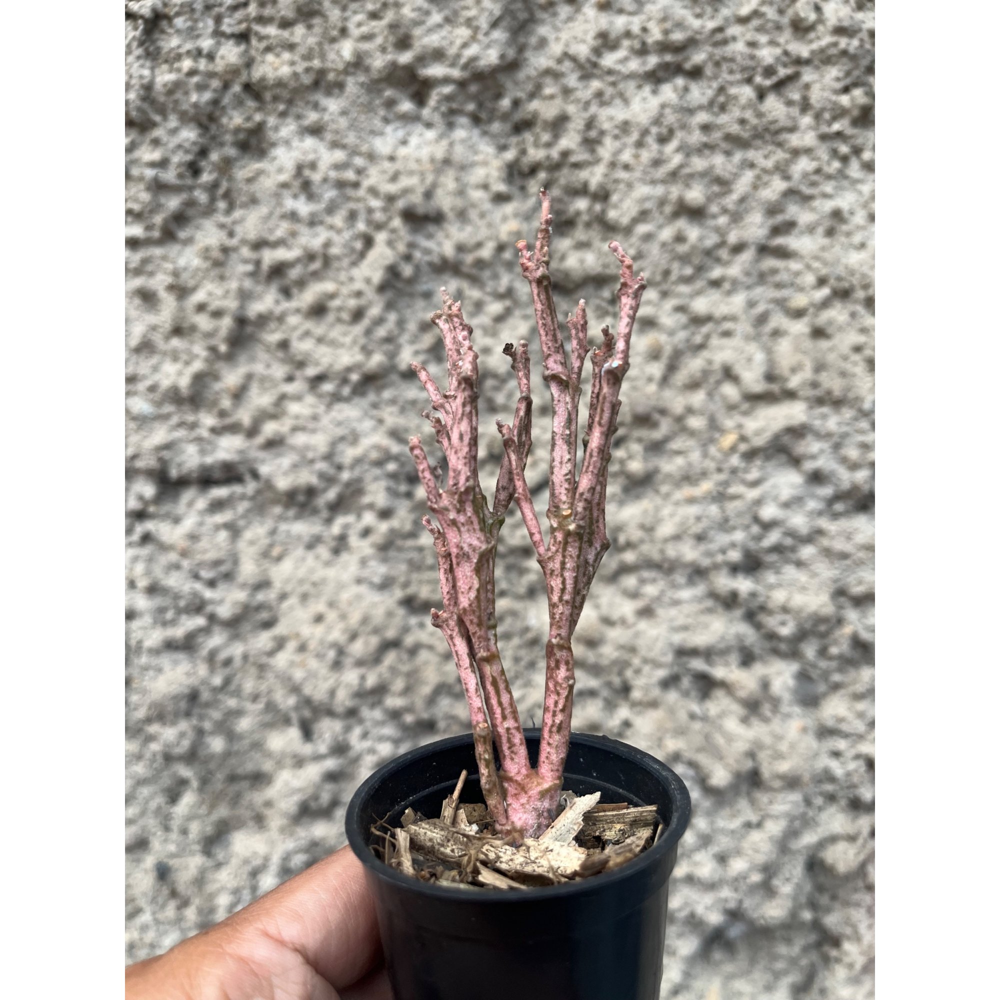 2472. Euphorbia Platyclada ( Appendix II – Special Permit Needed* )