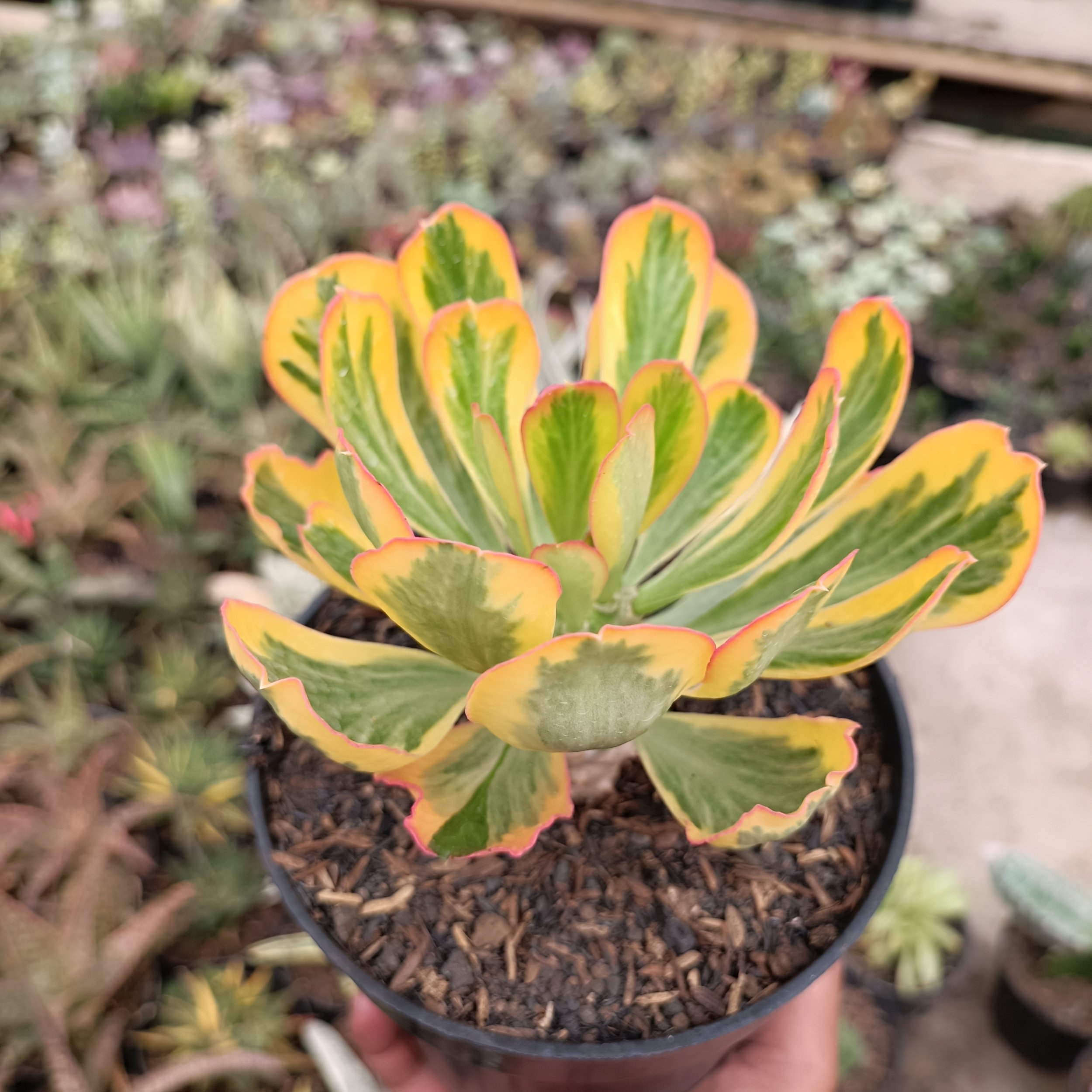 Euphorbia Poissonii, real gallery image #1 plants.