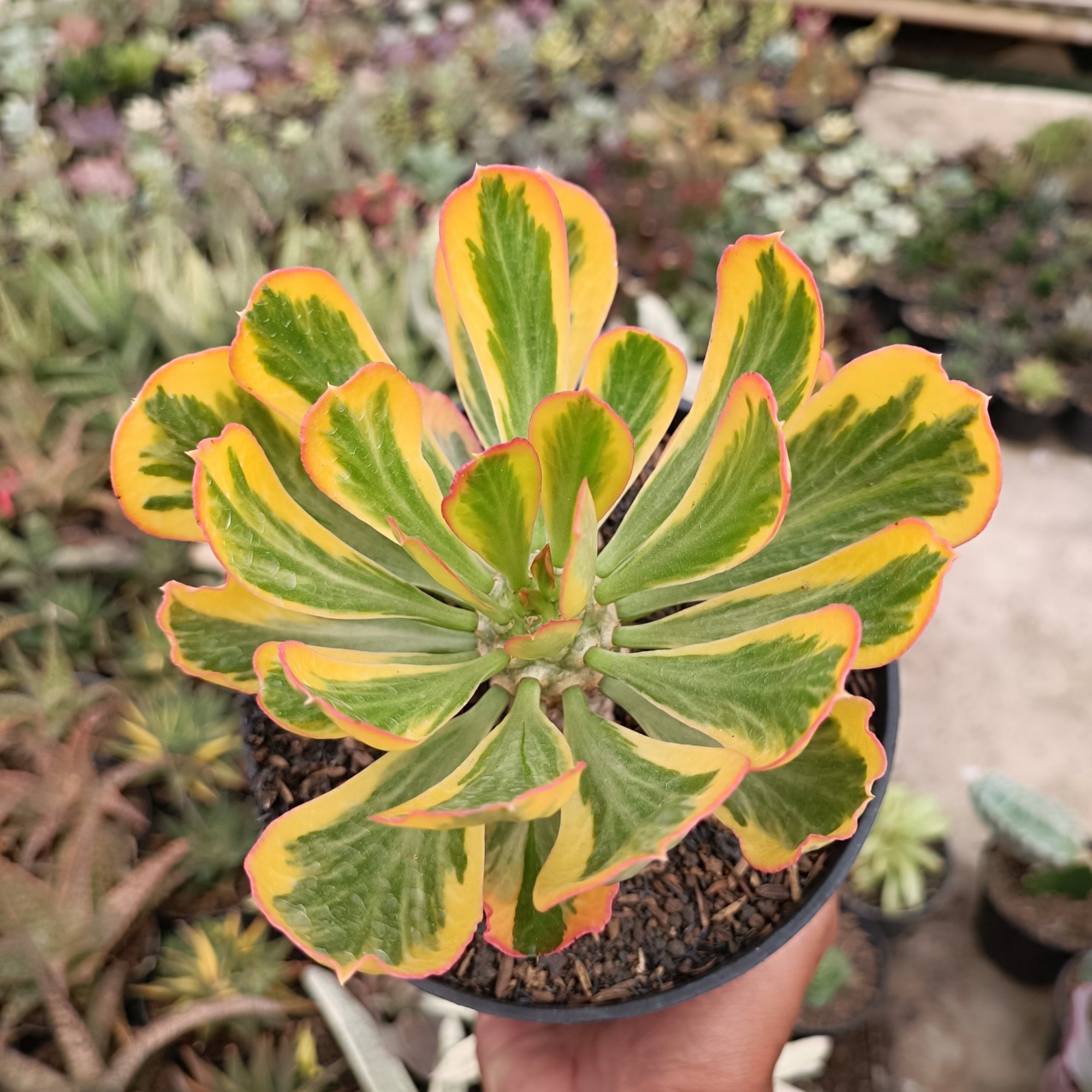 2469. Euphorbia Poissonii ( Appendix II – Special Permit Needed* )