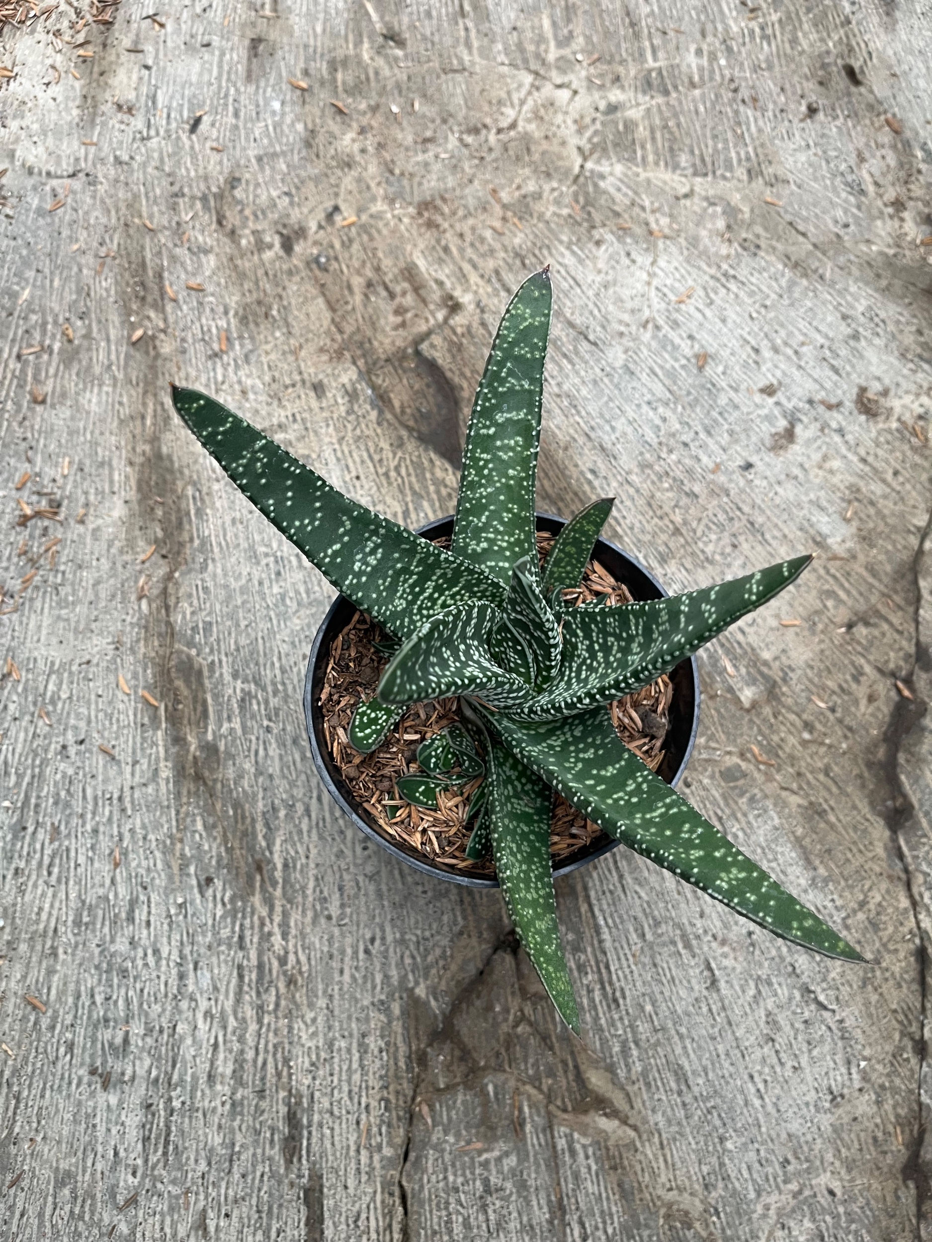 Gasteria Carinata V Verrucosa Green, real gallery image #1 plants.