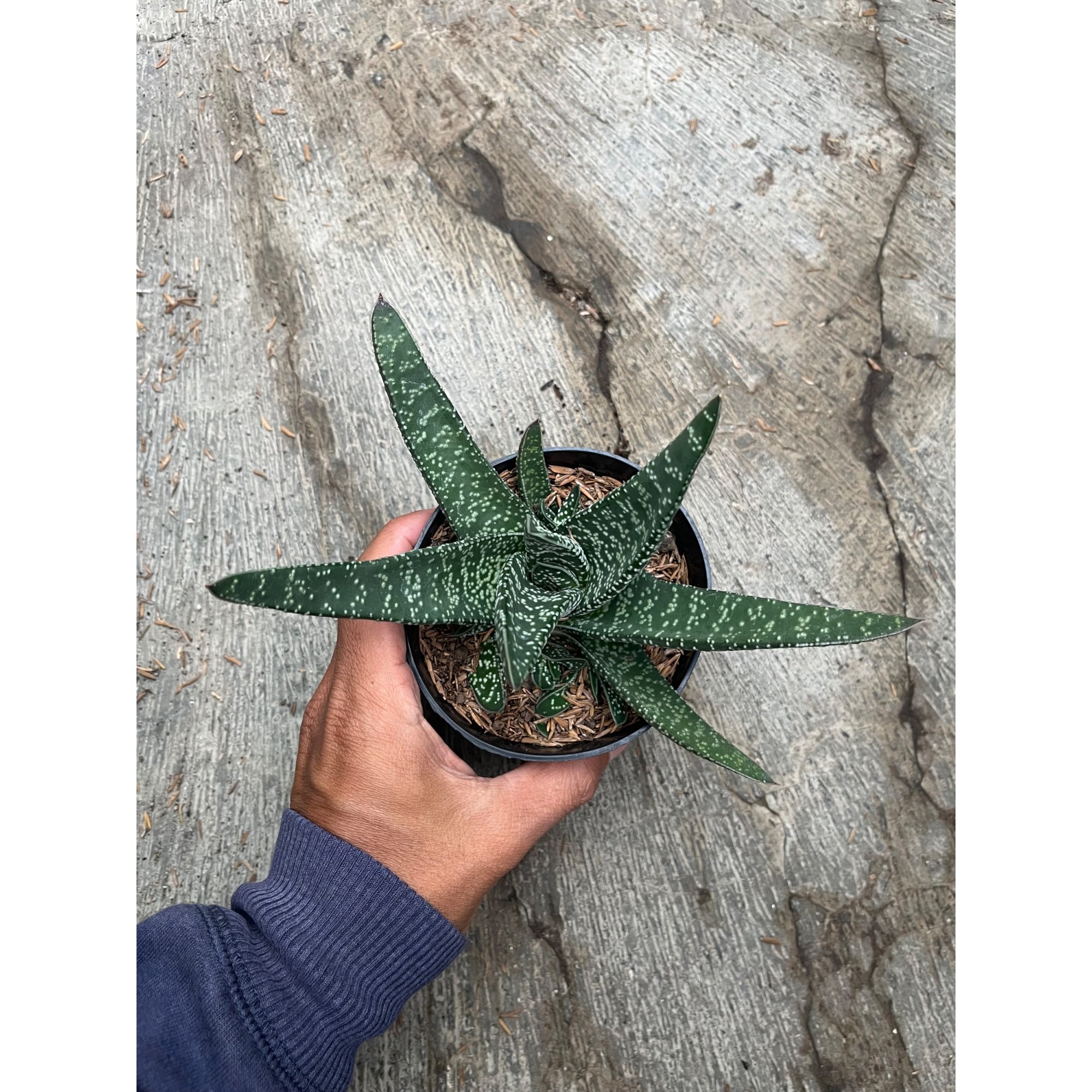 Gasteria Carinata V Verrucosa Green, real feature image plant.