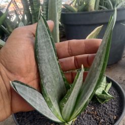 Sanseveria Morgenstern