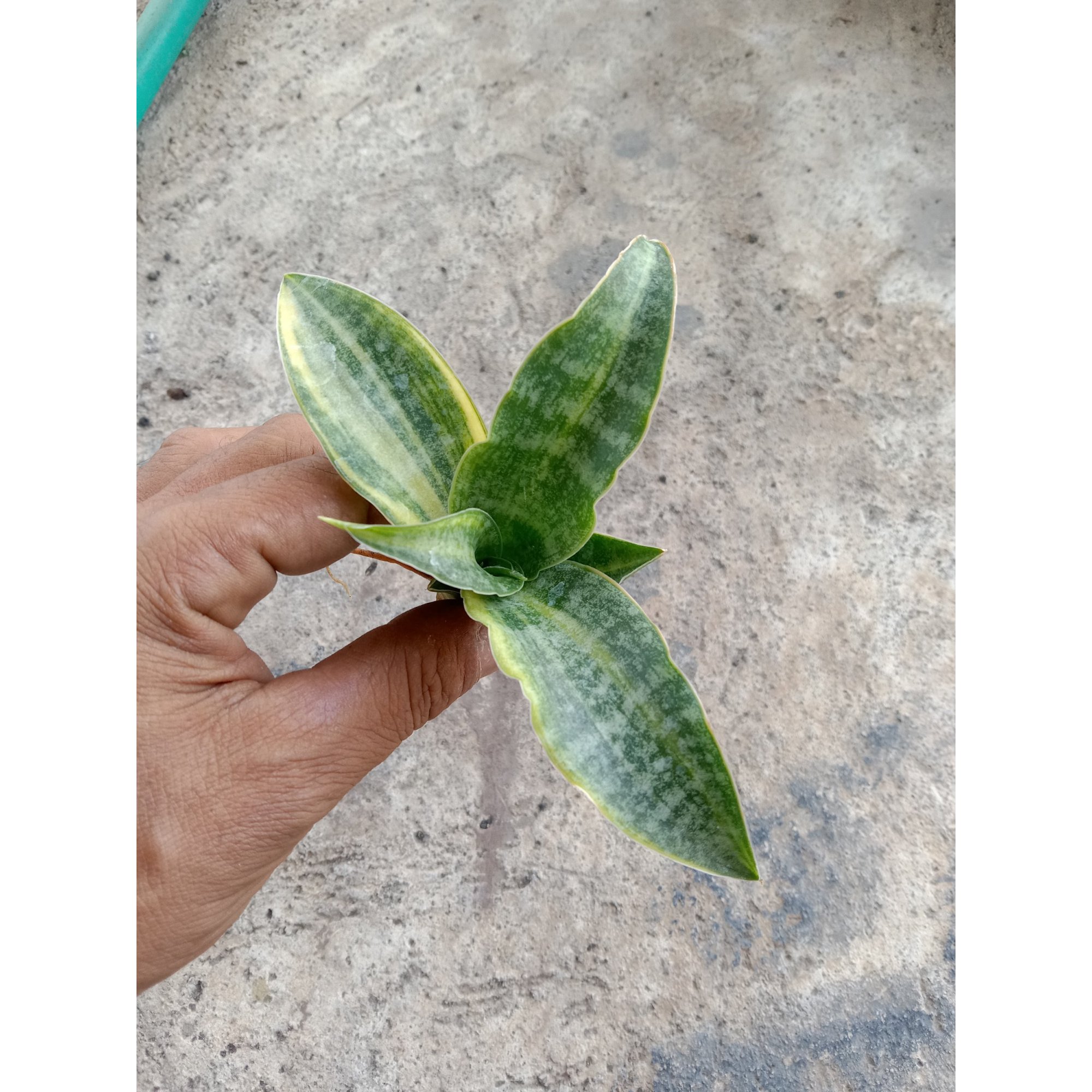 Sanseveria Nalika Varigated, real feature image plant.
