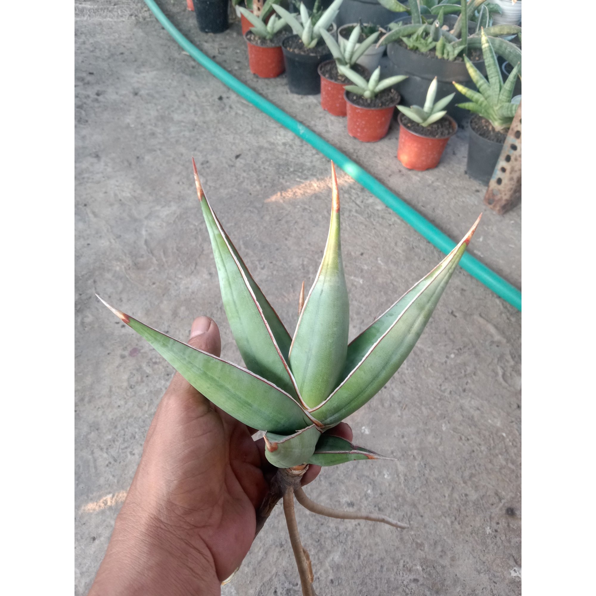 Sanseveria Pinguin Distica, real feature image plant.