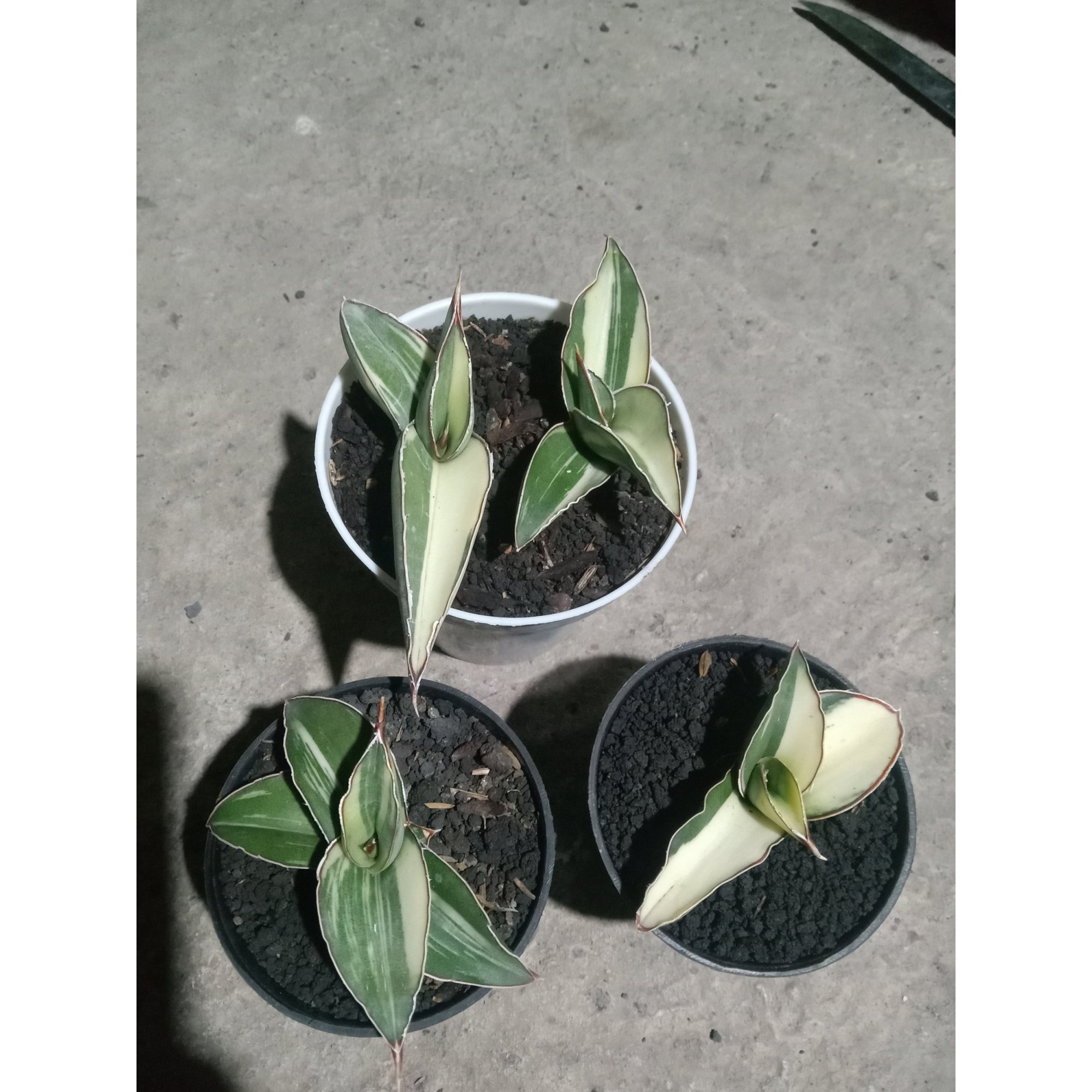 2489. Sanseveria Robusta Draft White Varigated 4 Pcs