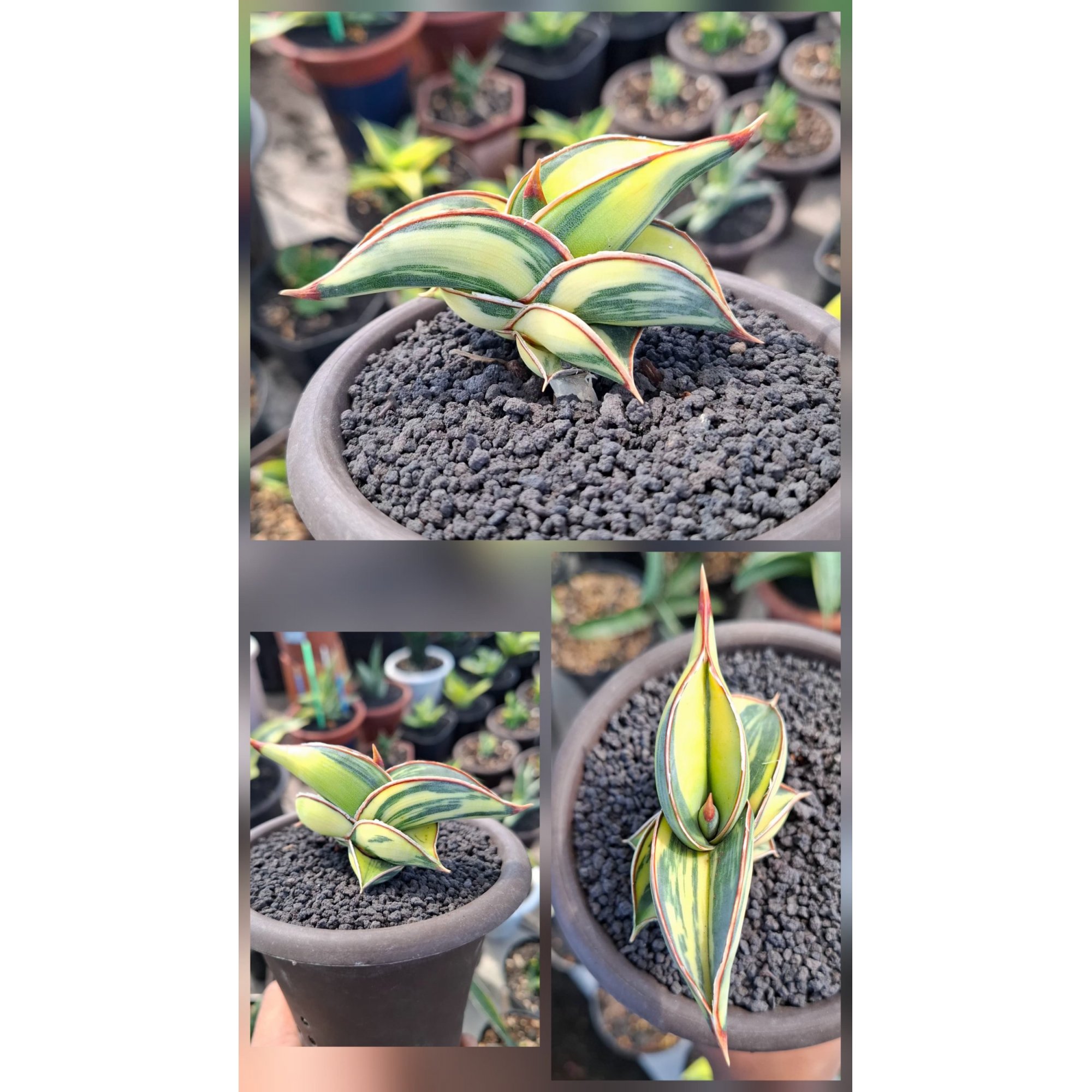 Sanseveria Rorida Varigated. Good Quality, real feature image plant.