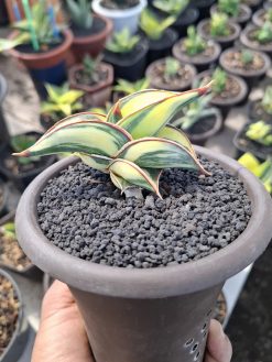 Sanseveria Rorida Varigated. Good Quality