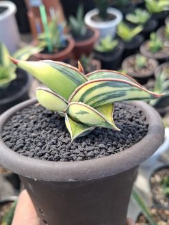 Sanseveria Rorida Varigated. Good Quality