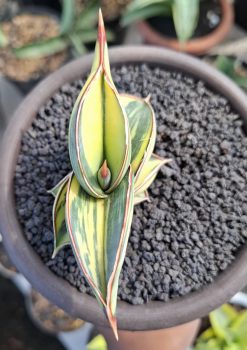 Sanseveria Rorida Varigated. Good Quality