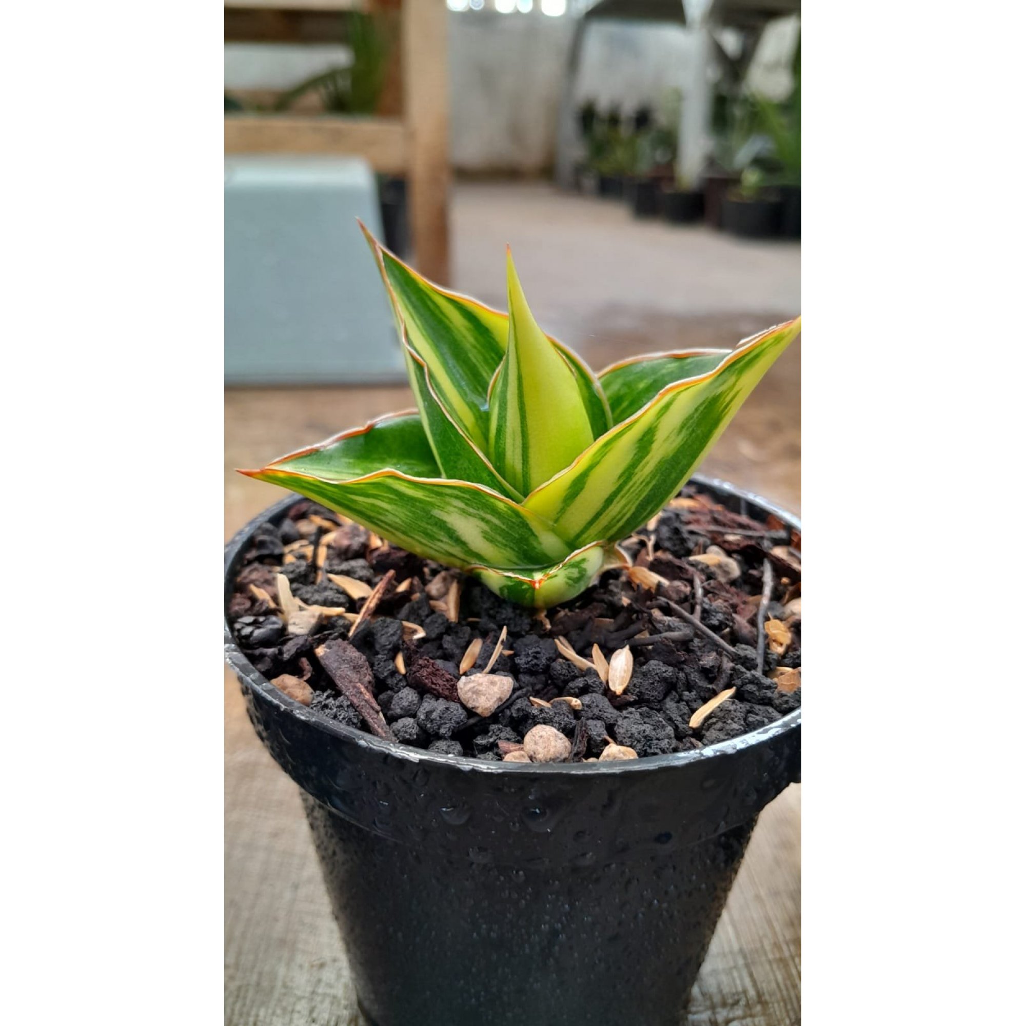 2471. Sanseveria Tower Varigated