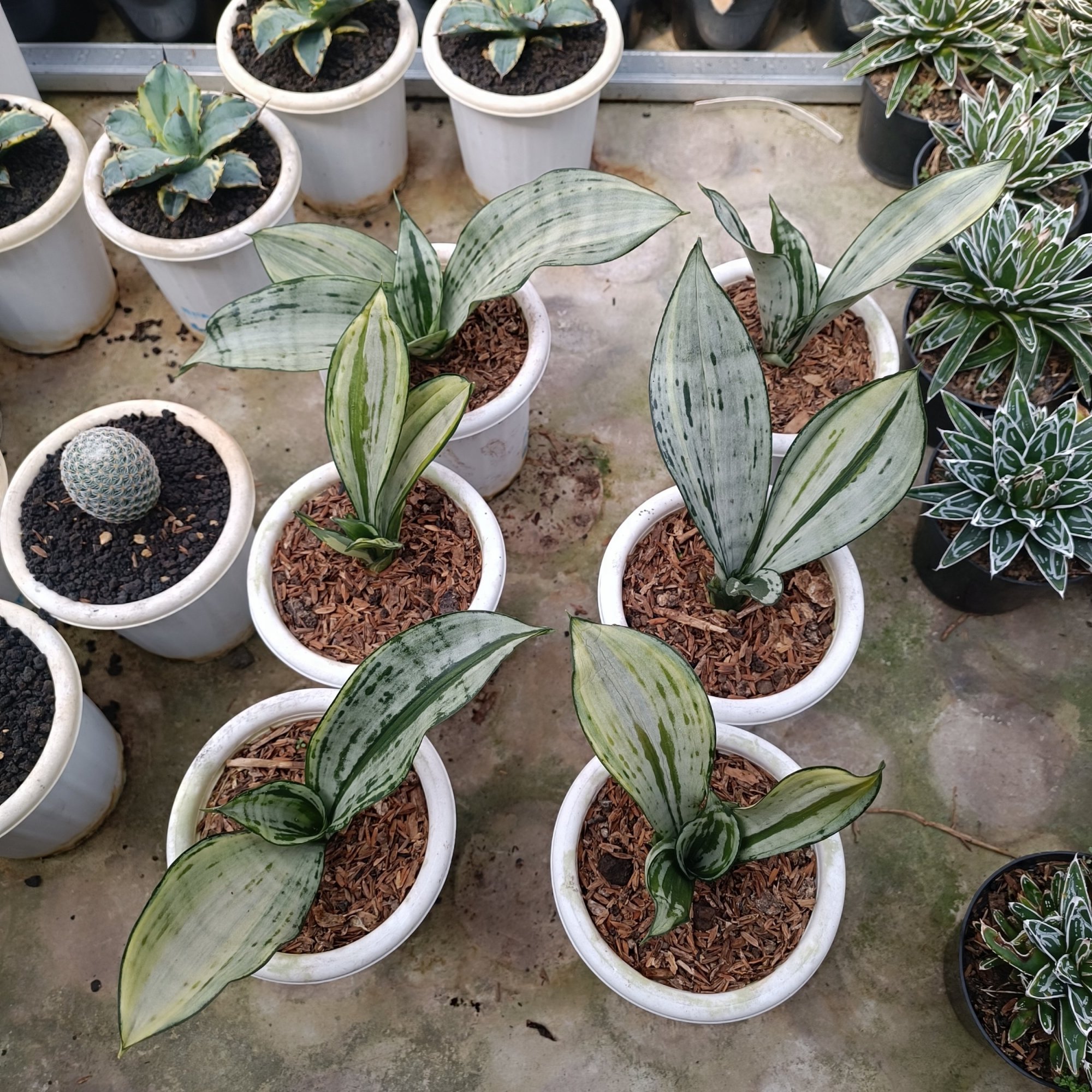 2457. Sansevieria Brazilian Black Silver Variegated size 20 cm