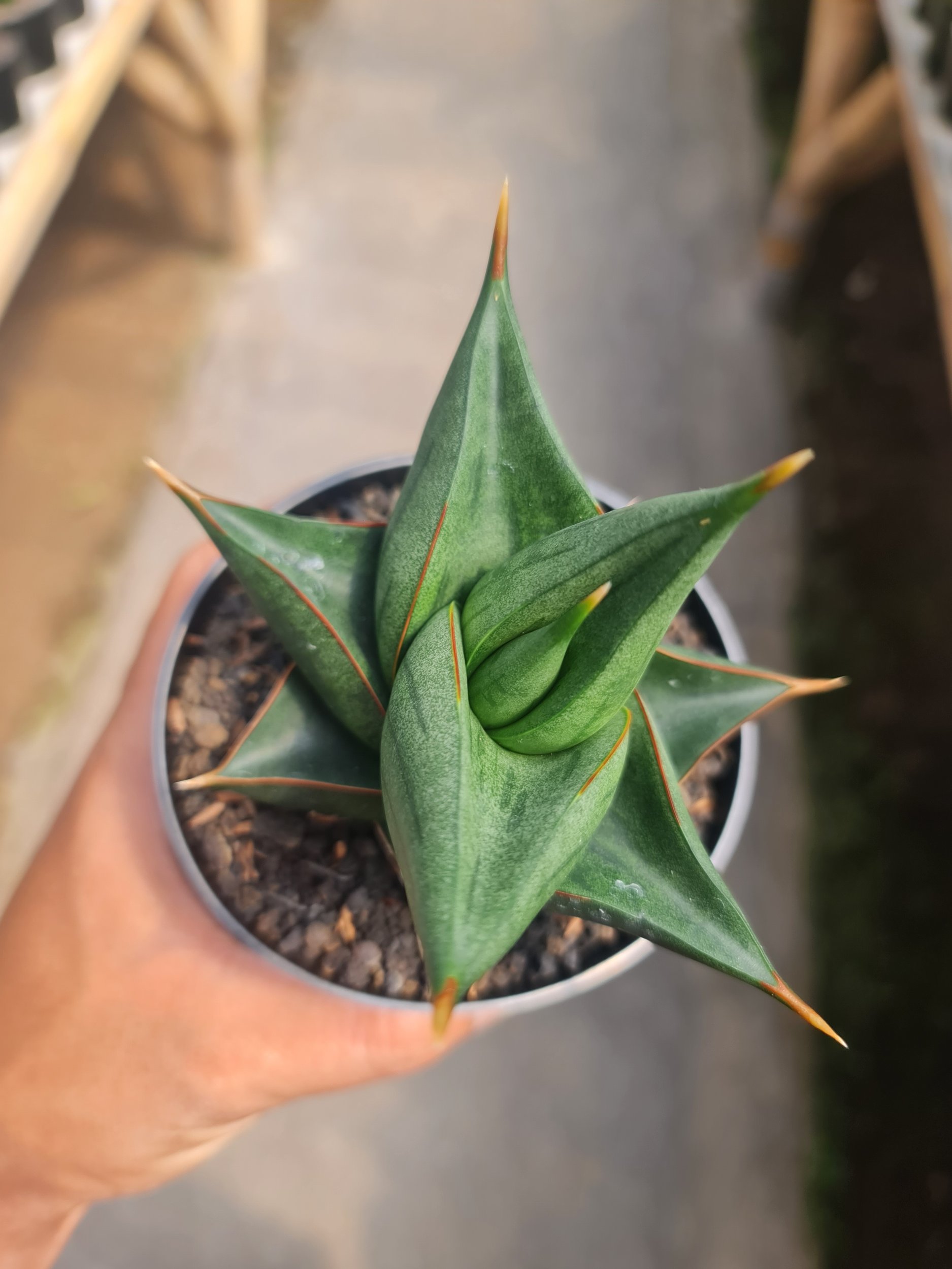 Sansevieria Elephant, real gallery image #1 plants.