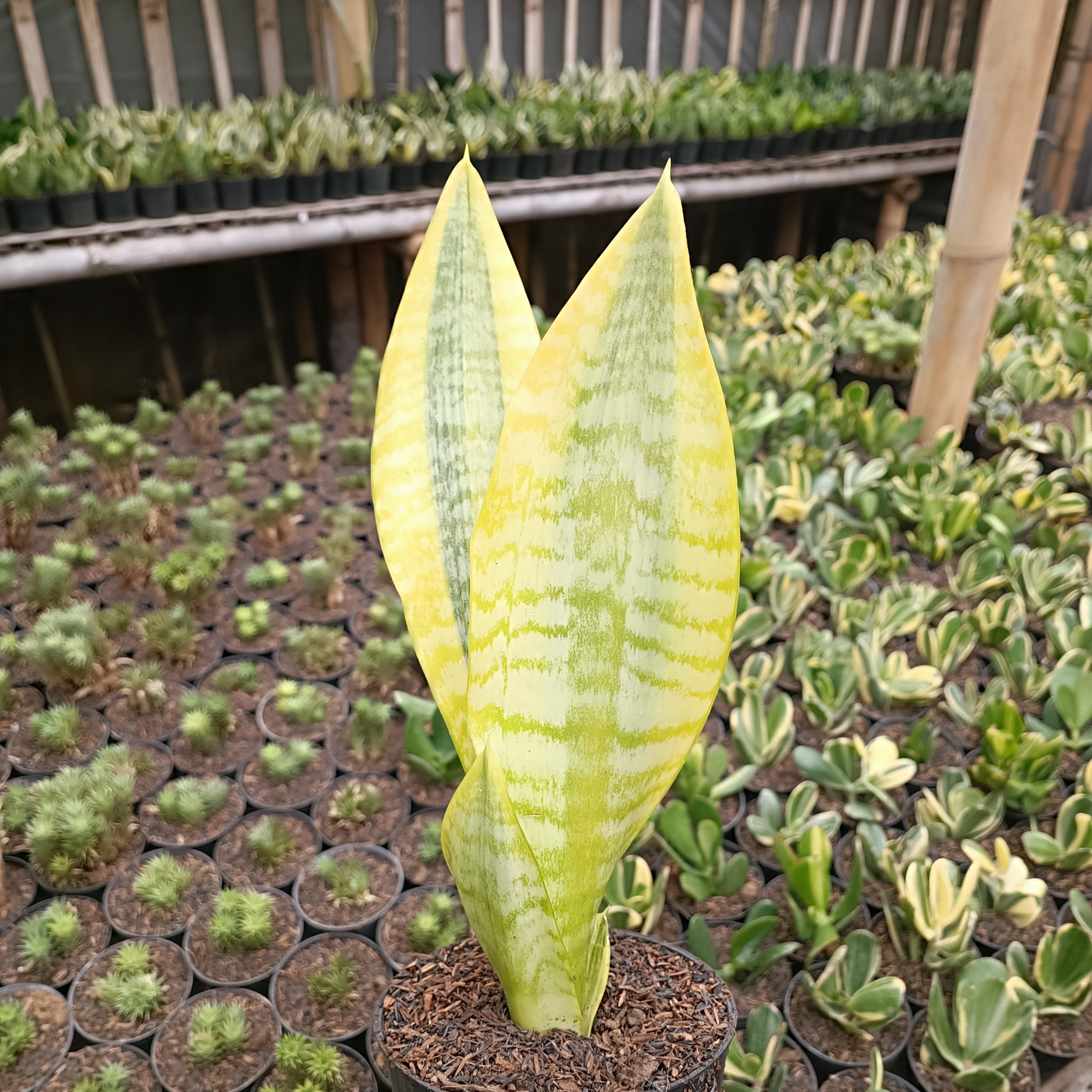 Sansevieria Futura Aurea, real gallery image #1 plants.