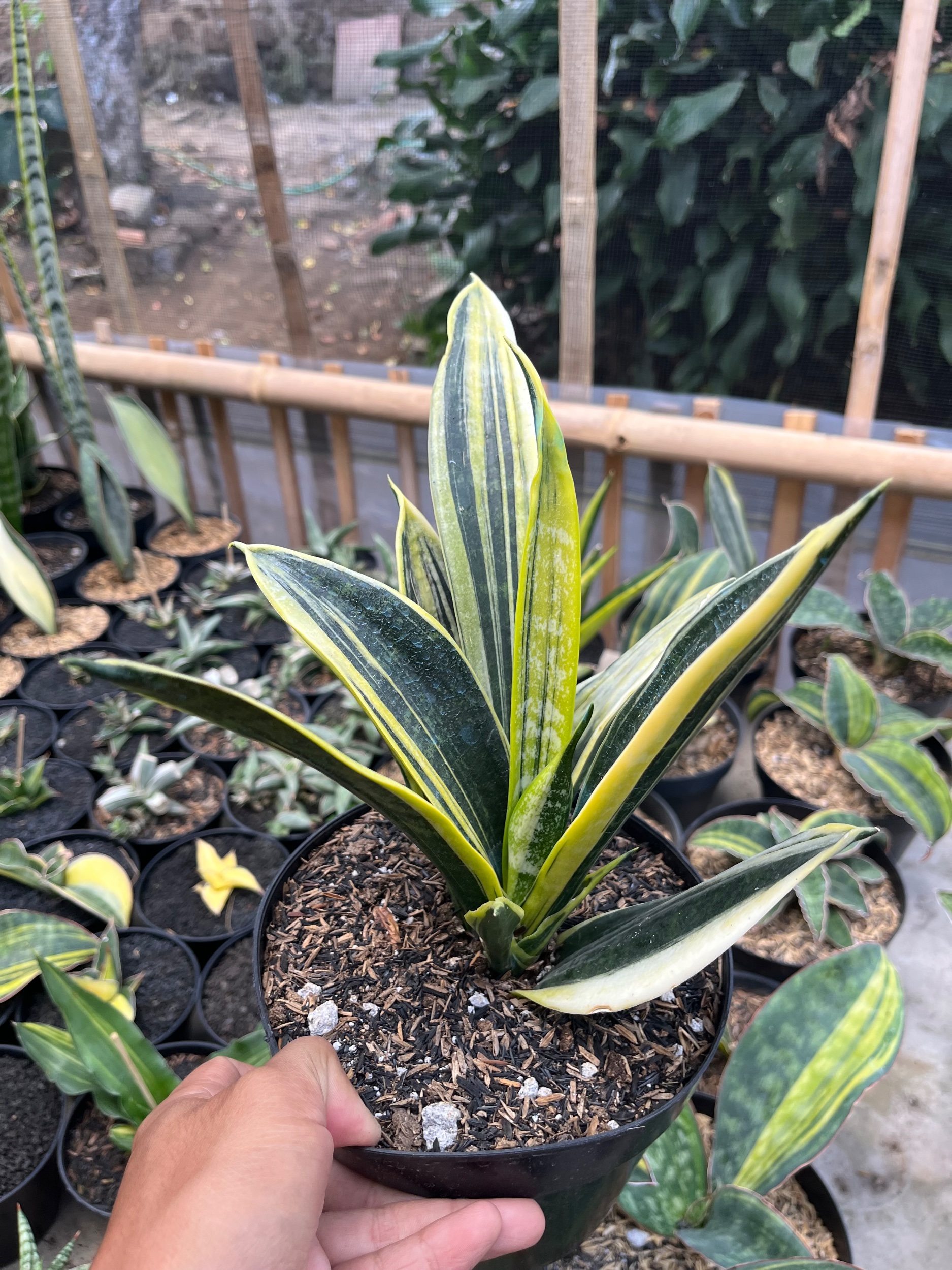 Sansevieria Gold Flame White Variegated, real gallery image #1 plants.