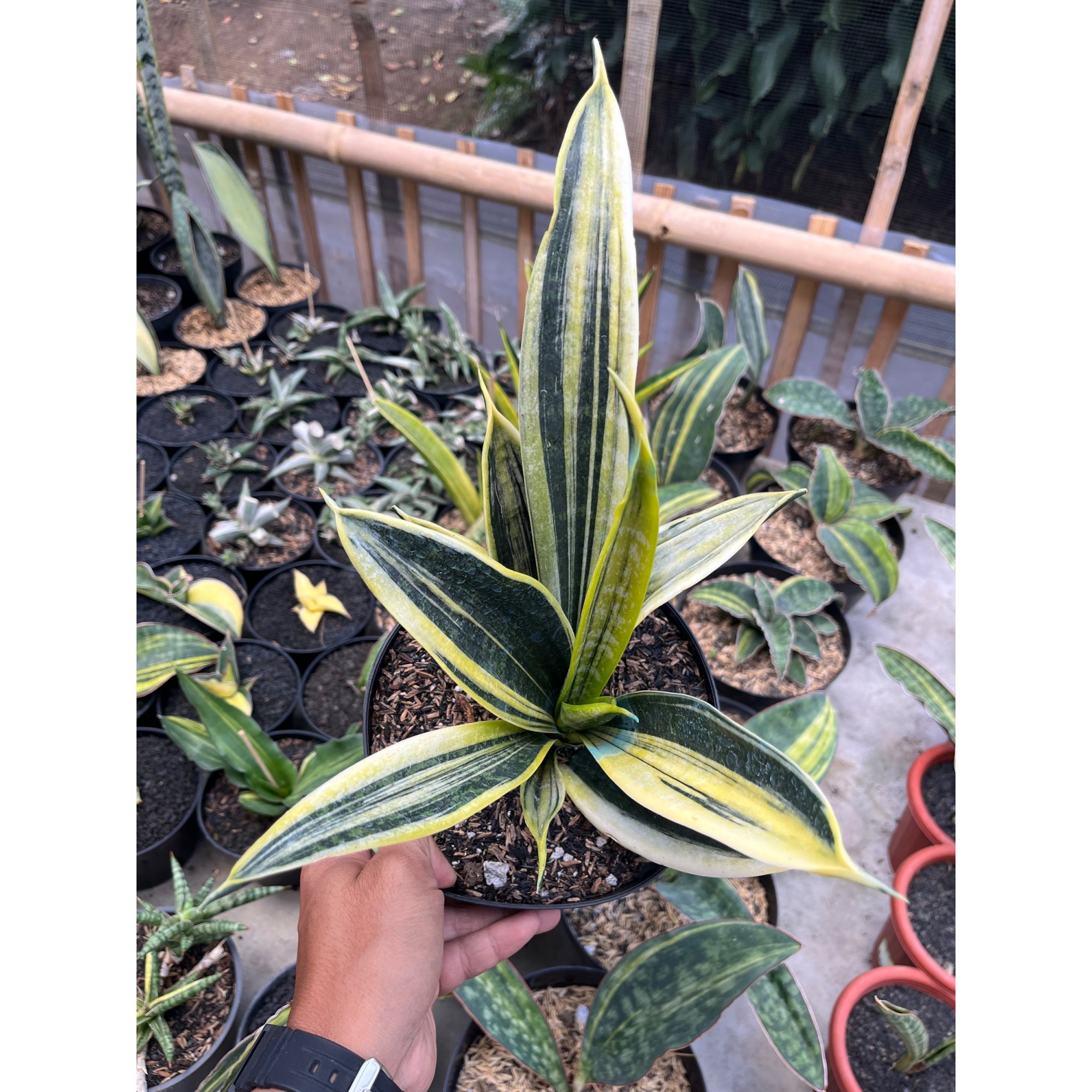 Sansevieria Gold Flame White Variegated, real feature image plant.