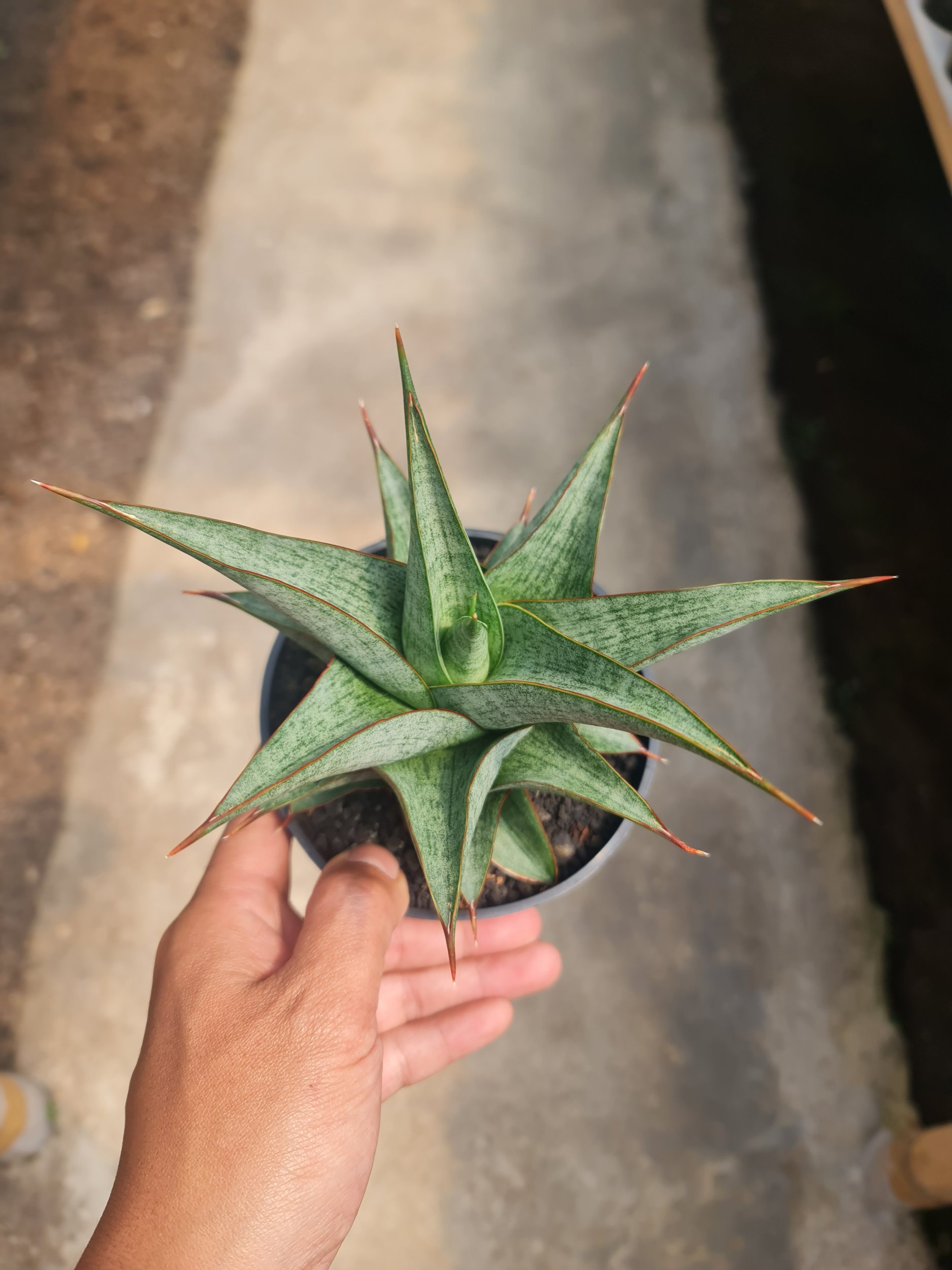 Sansevieria Grize Medium Size, real gallery image #1 plants.