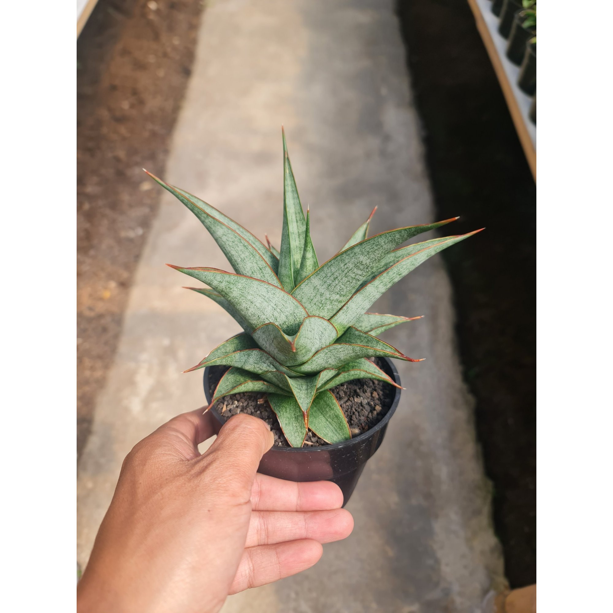 Sansevieria Grize Medium Size, real feature image plant.
