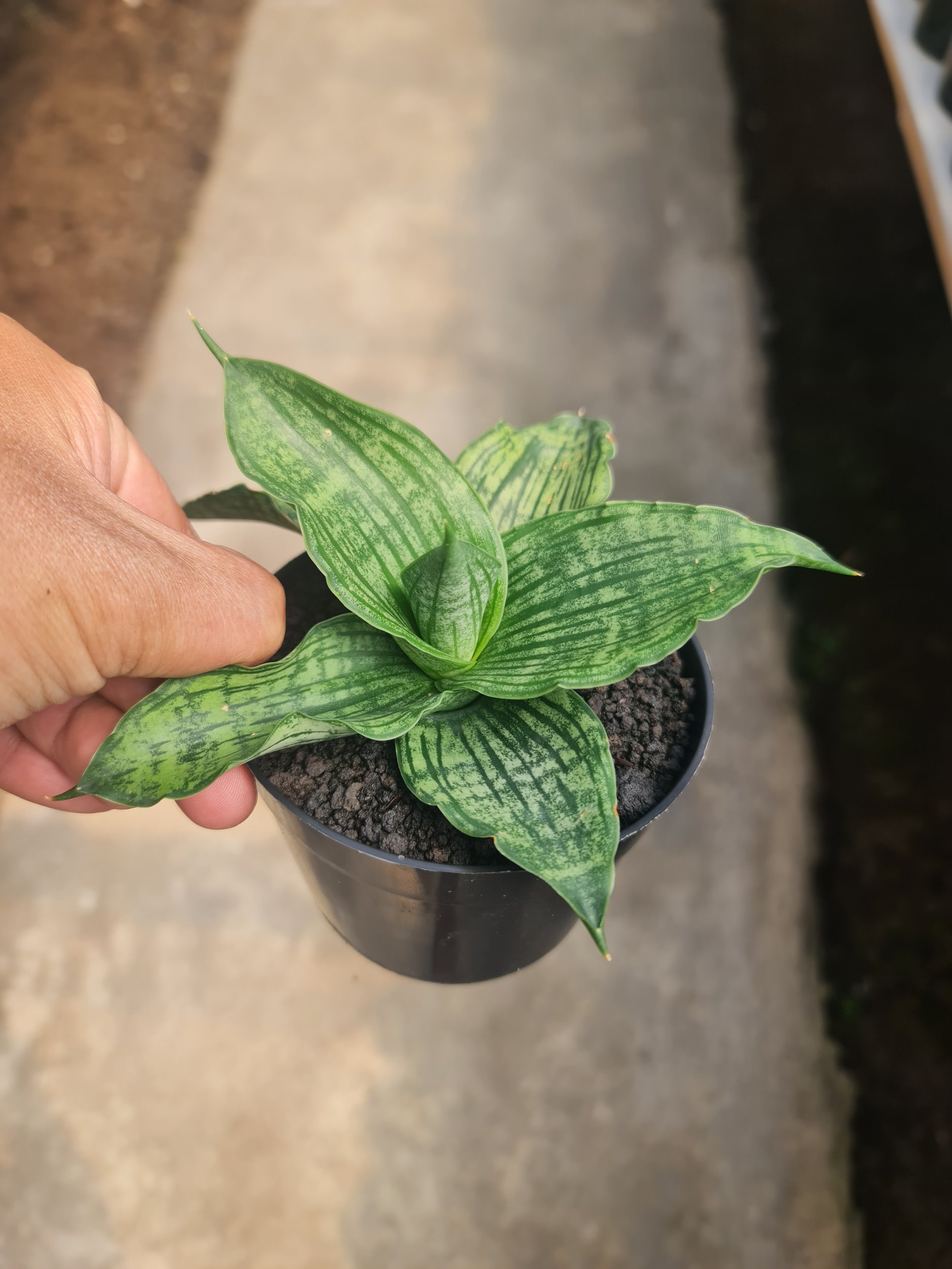 Sansevieria Joanna, real gallery image #1 plants.