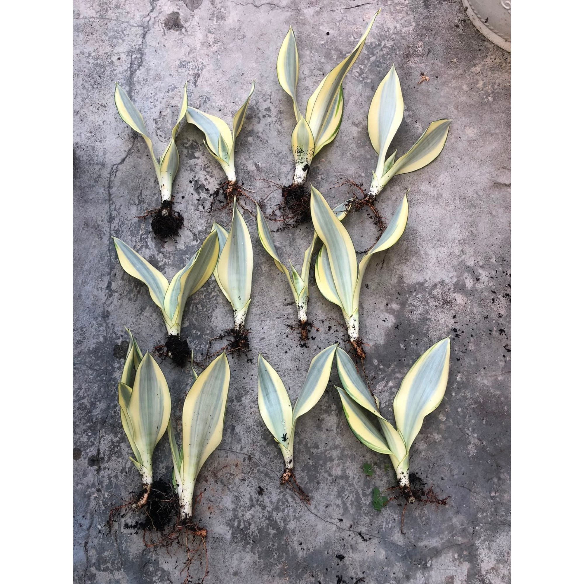 Sansevieria Moonshine Splash 12pcs, real feature image plant.