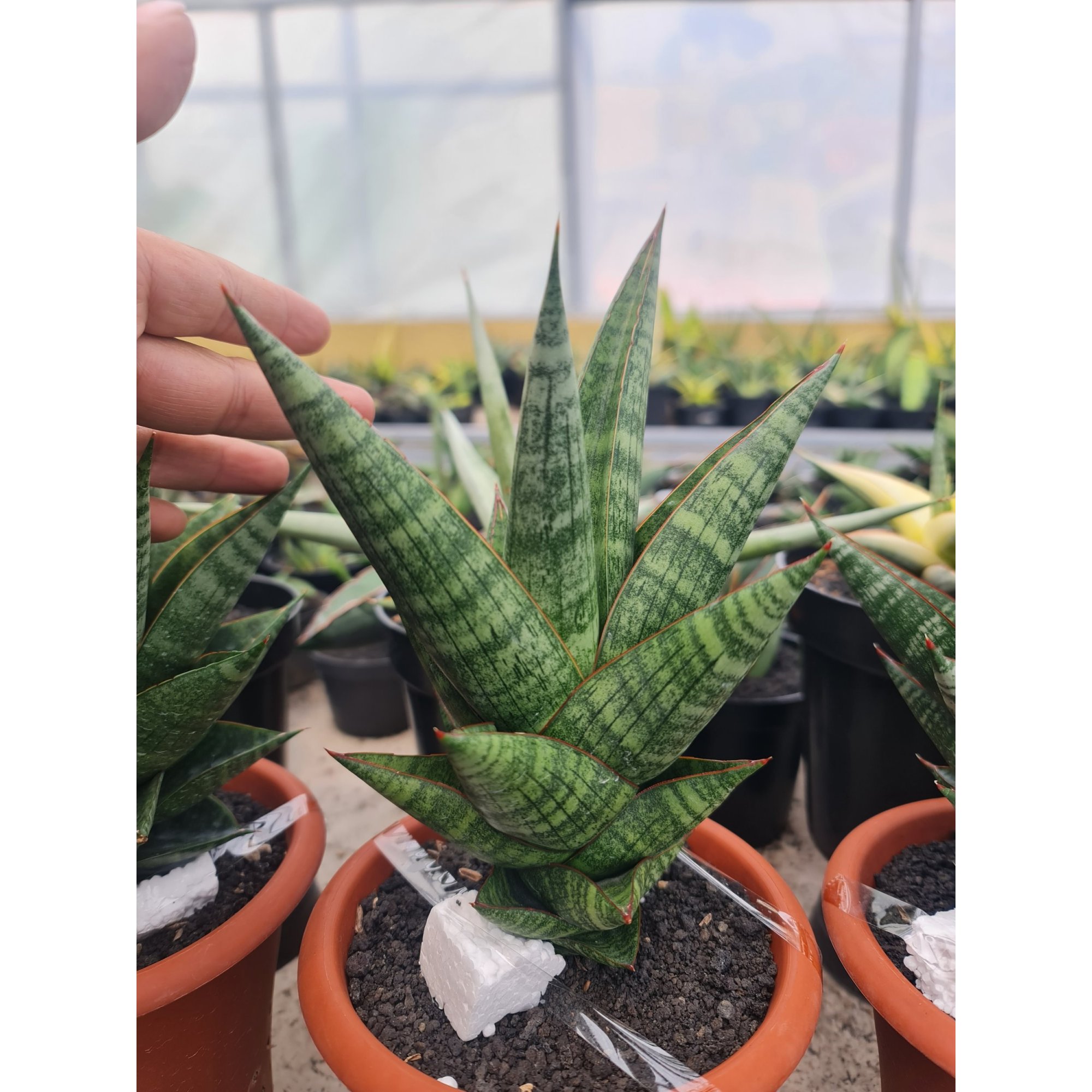 Sansevieria New Hybrid Original Seeds, real feature image plant.