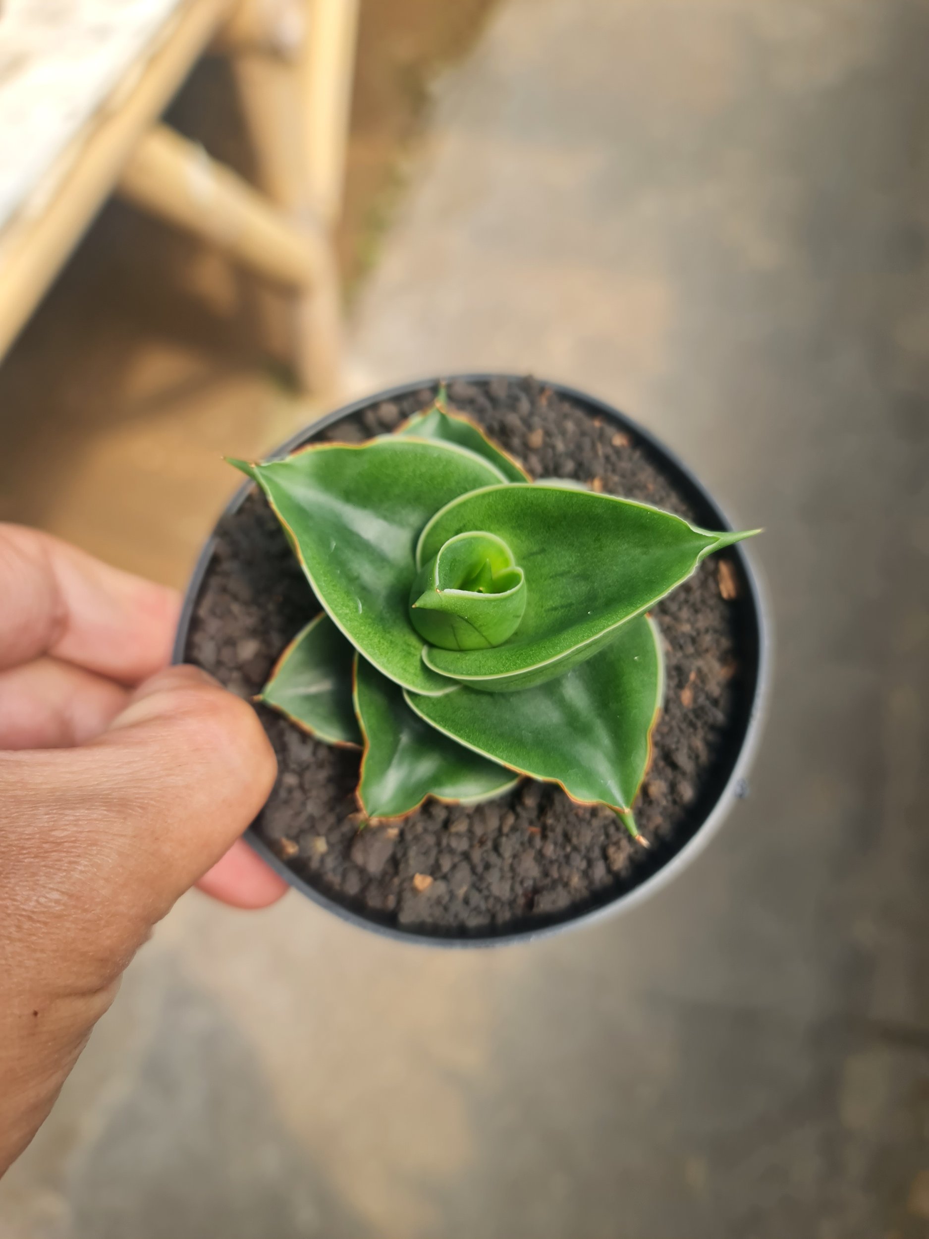 Sansevieria Rdg, real gallery image #1 plants.