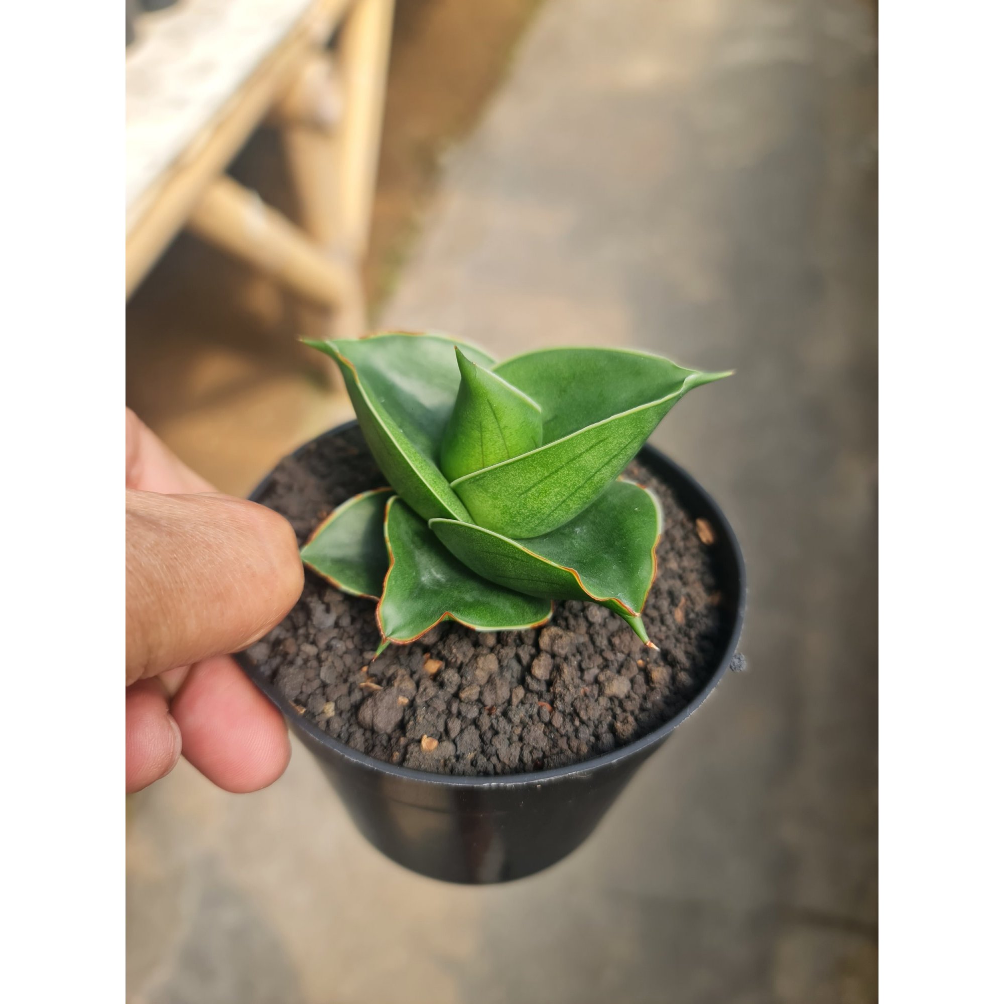 Sansevieria Rdg, real feature image plant.