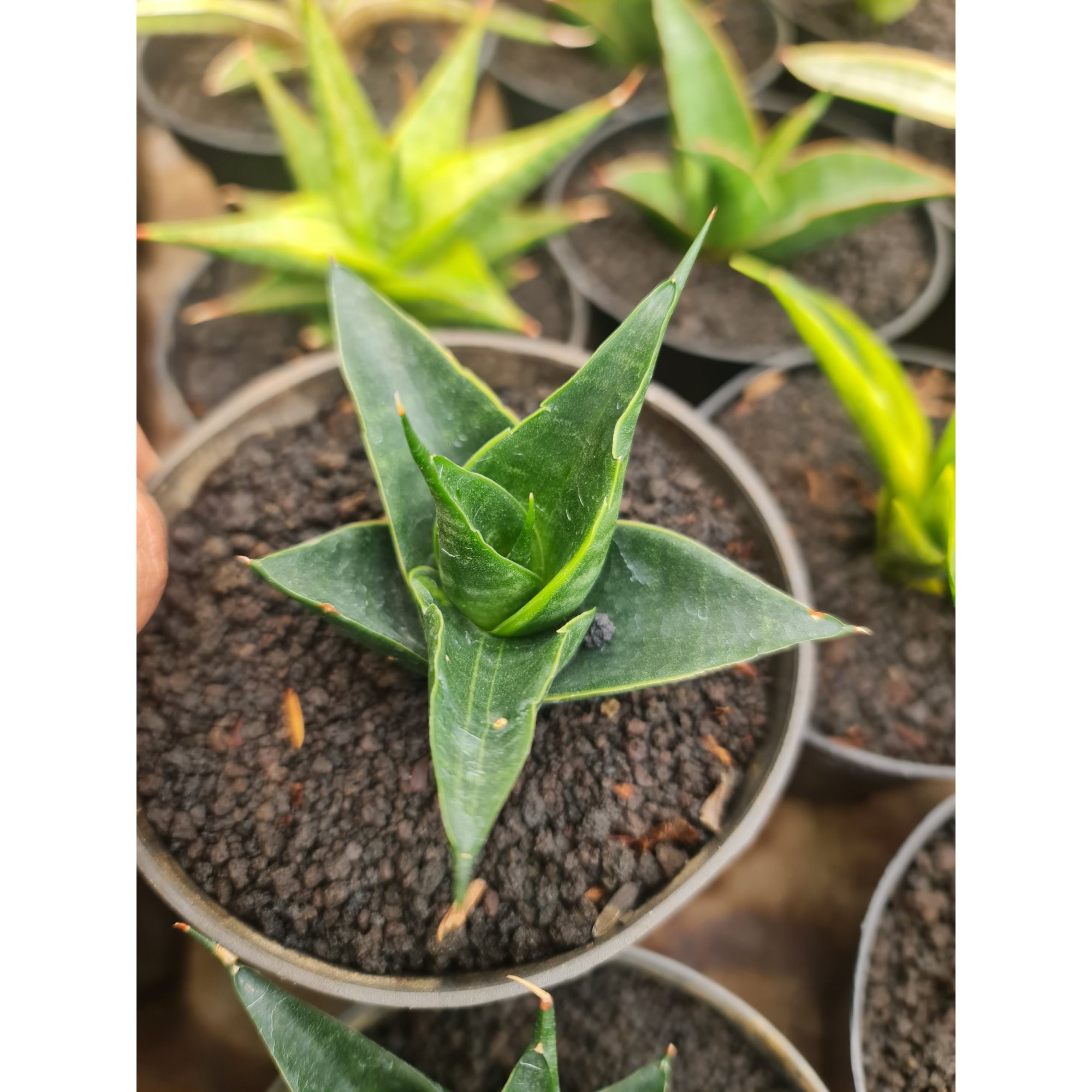 Sansevieria Renata Variegated Marginata, real feature image plant.