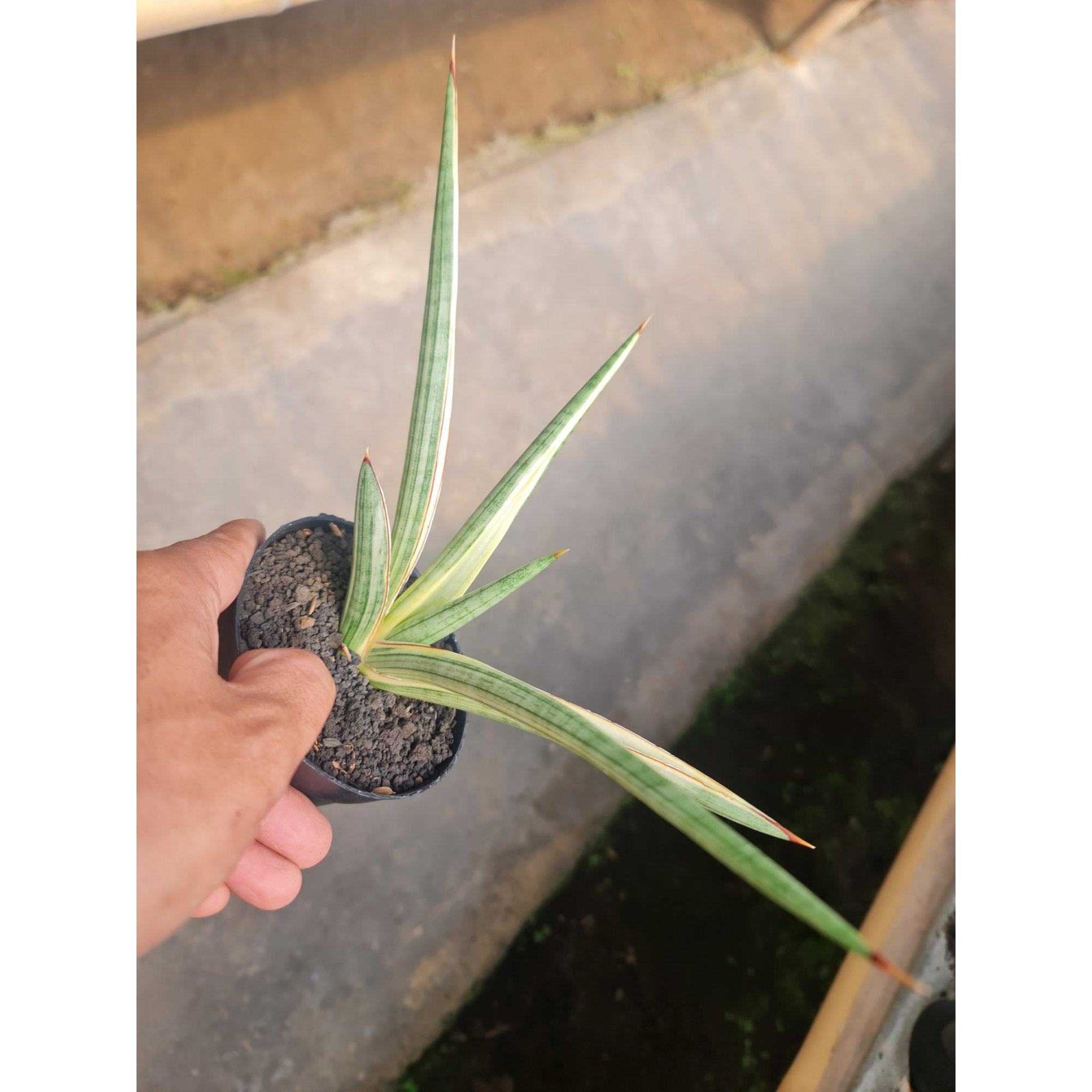 Sansevieria Royal Crown White Medium Size, real feature image plant.
